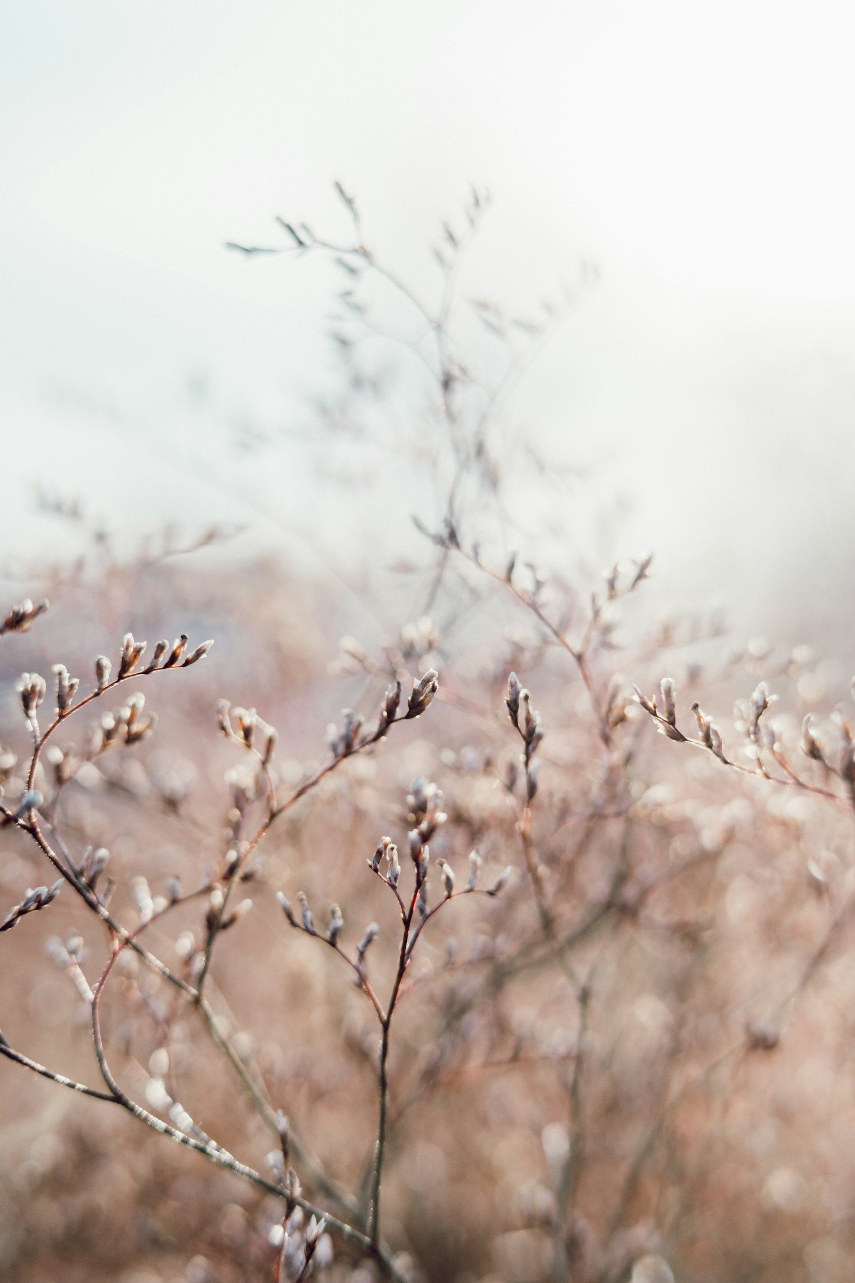 Close-up of dry, leafless plant stems with buds, out of focus, under bright, softly lit sky.