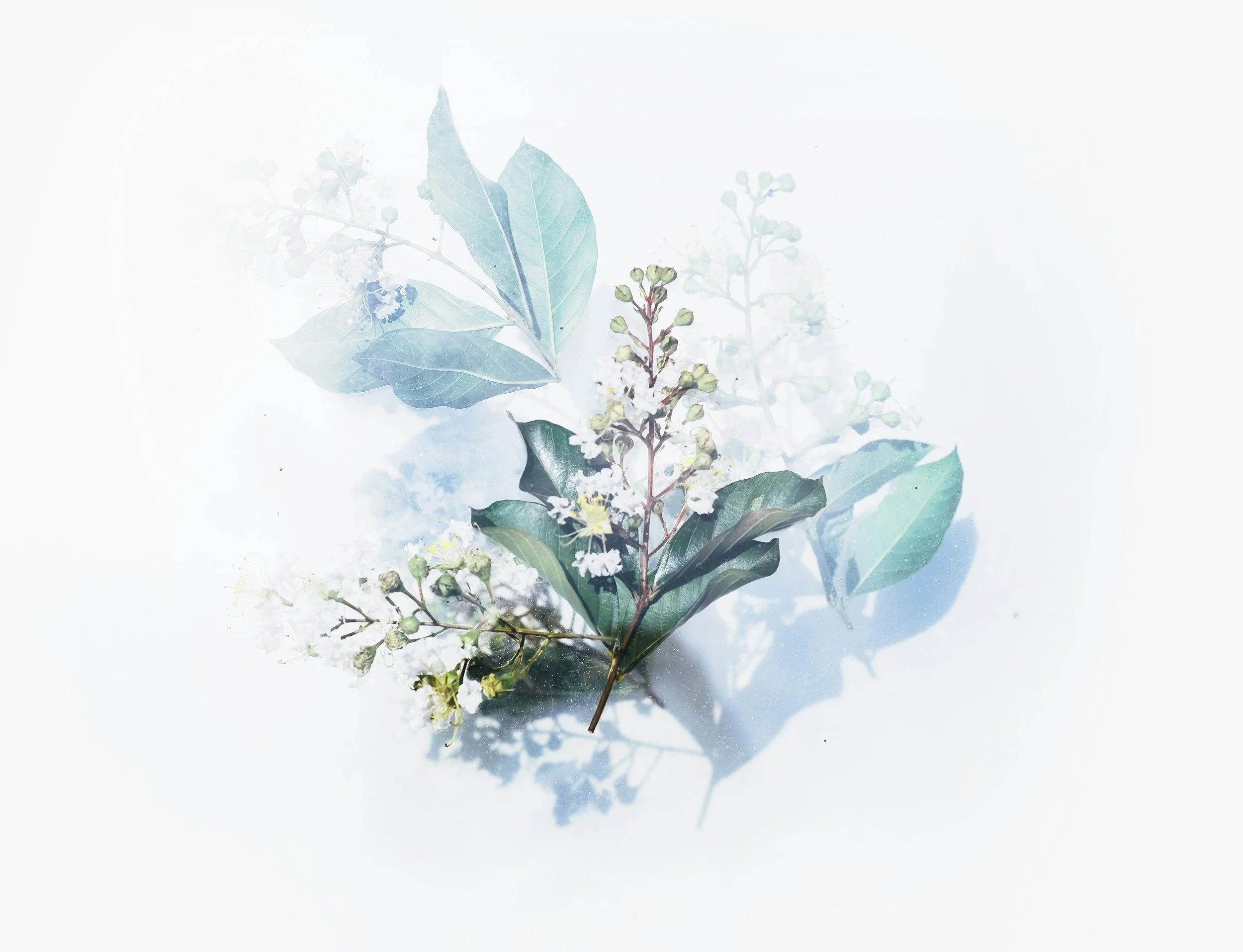 A delicate sprig of greenery with small white flowers and bluish-green leaves on a white background with soft shadows.