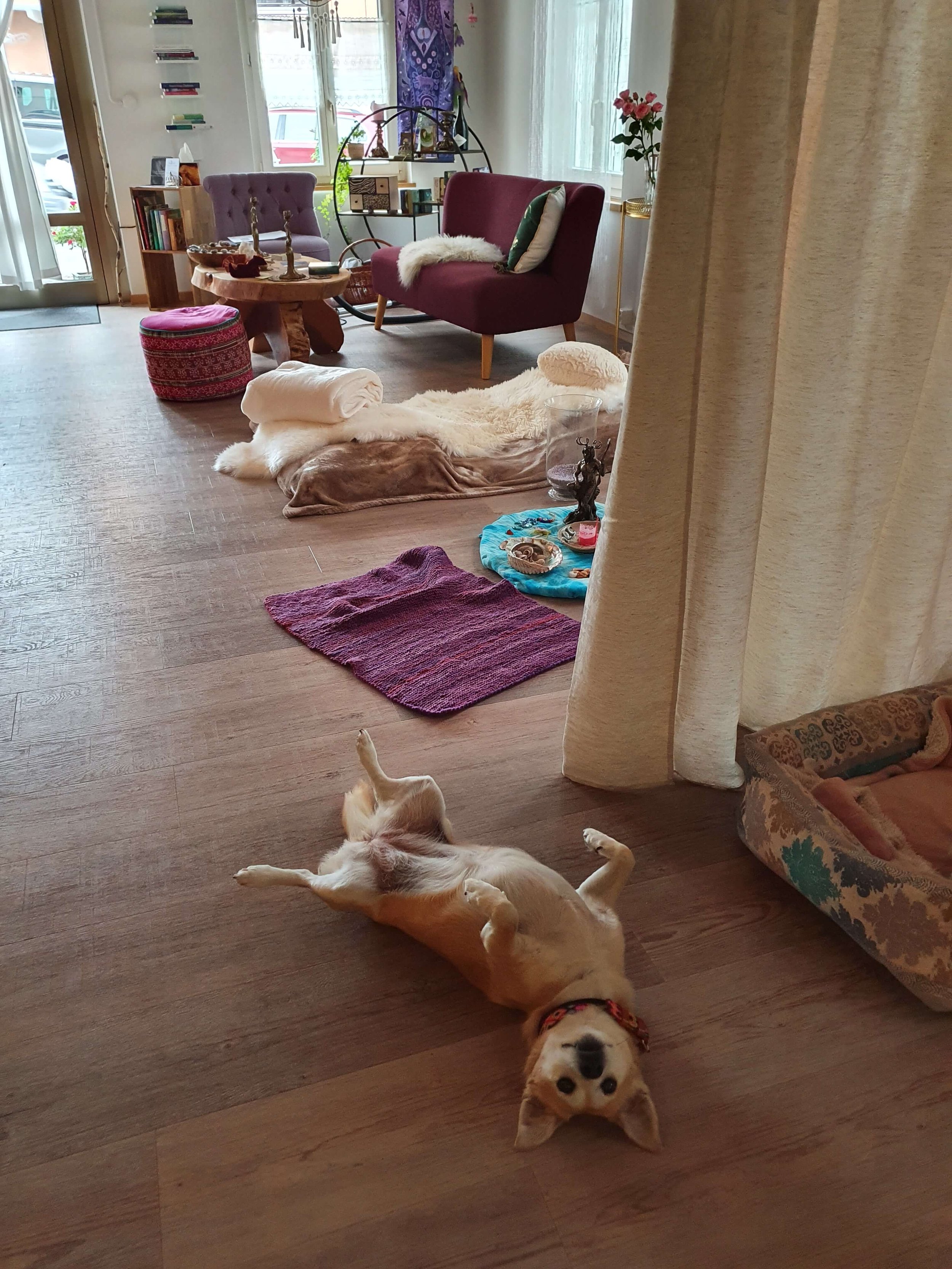 Ein Wohnzimmer mit einem auf dem Boden liegenden Hund auf dem Rücken, einem Hundekörbchen, mehreren Decken, Kissen, einem Spielzeug, einem kleinen Tisch, Sessel, einem Regal, Pflanzen und Vorhängen.