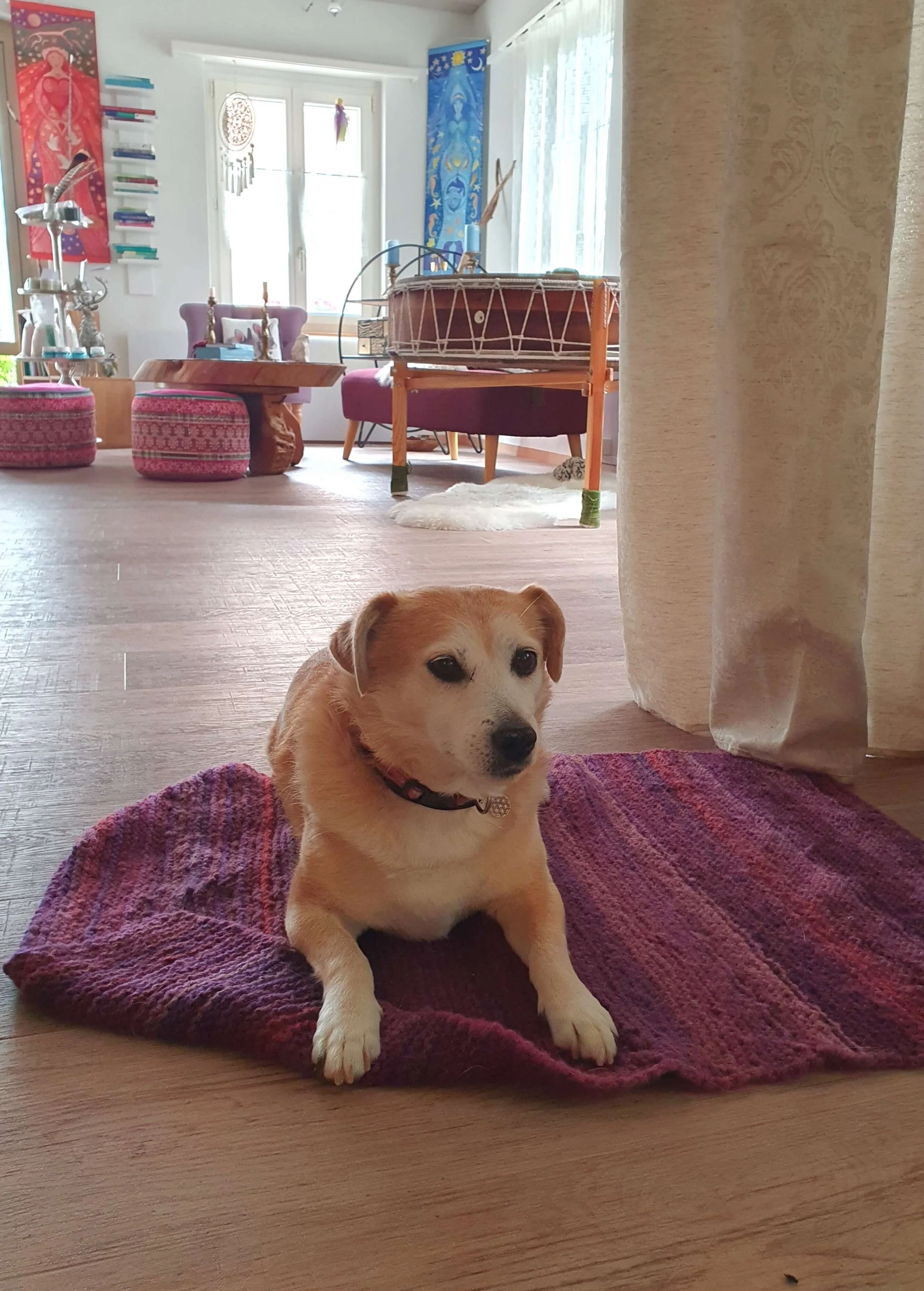 Ein Welpe sitzt auf einer lila Decke vor einem Vorhang in einem hellen Wohnzimmer. Im Hintergrund sind bunte Wandbehänge und Möbel, einige Gegenstände auf einem Tisch.
