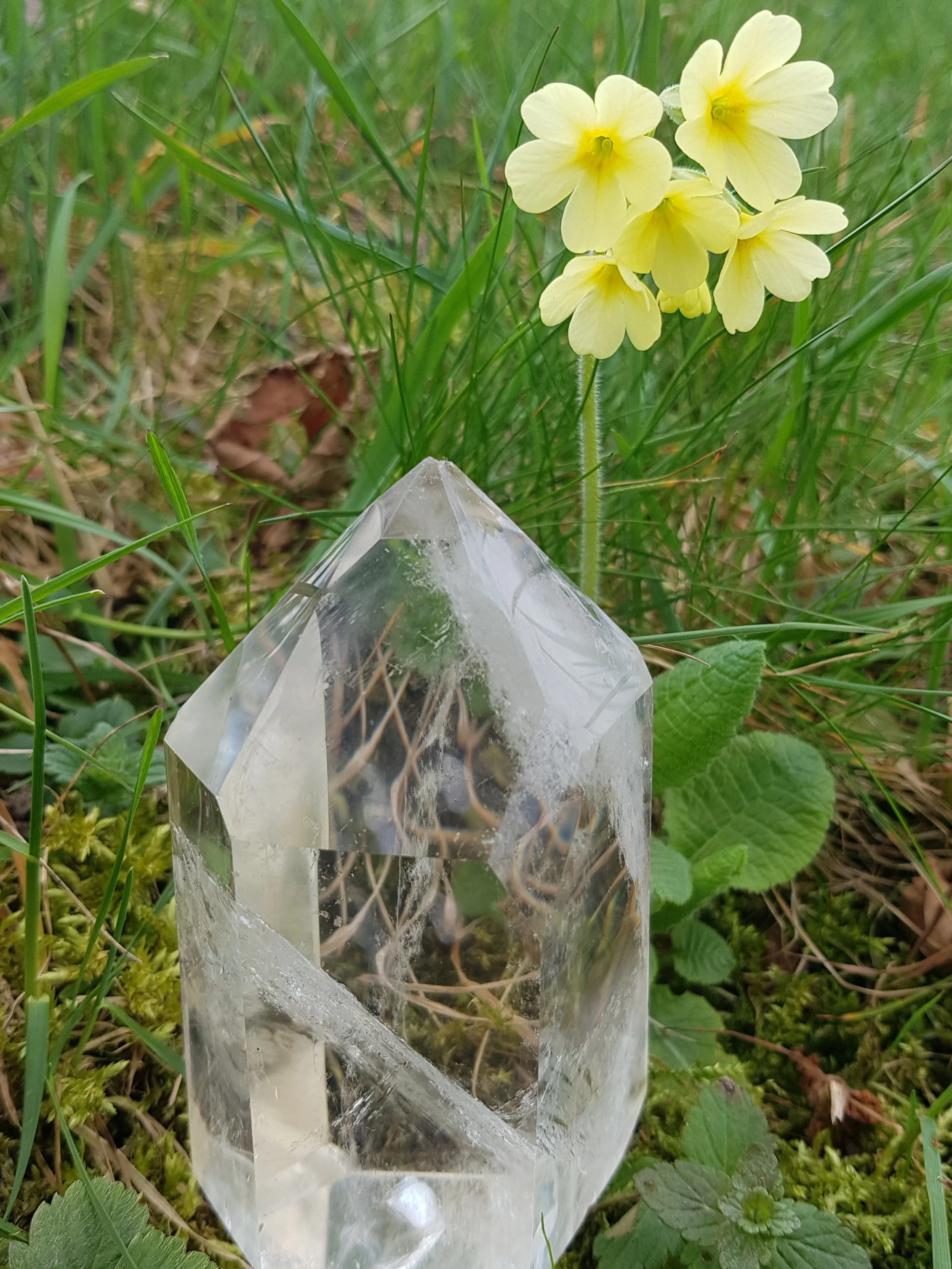 Gelbe Primelblüte neben einem großen, transparenten Kristall im Grünen.