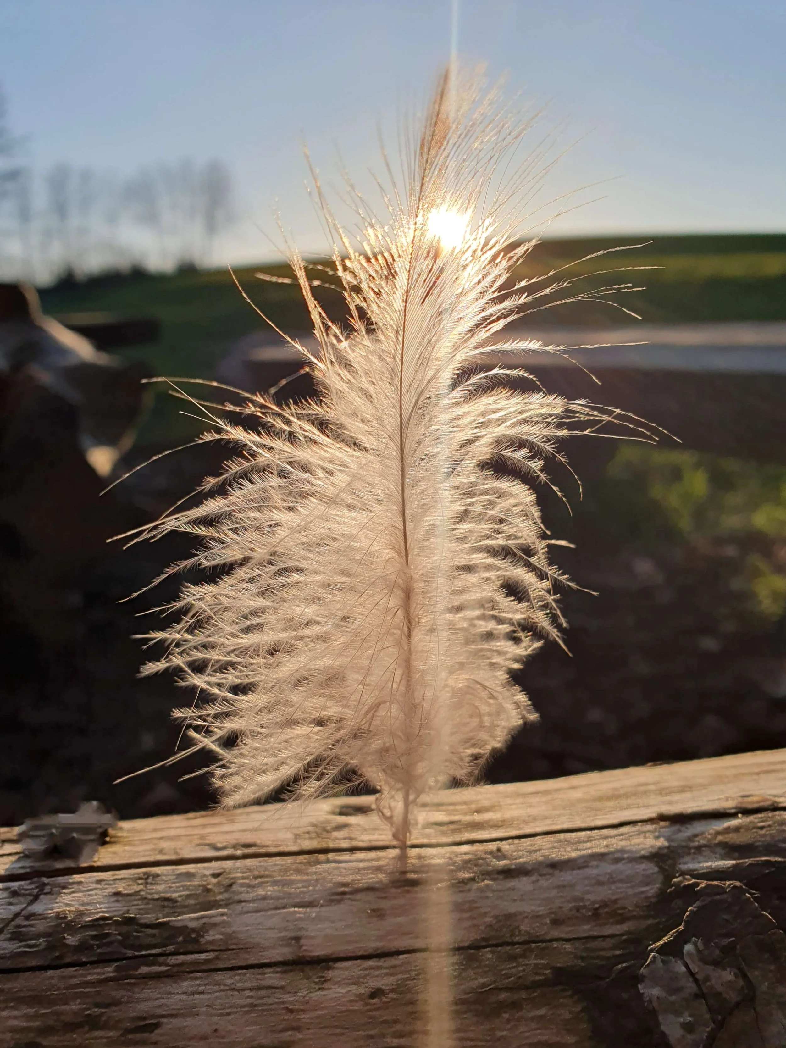 Nahaufnahme eines weißen Feders, das in der Morgensonne leuchtet, mit einem dezenten Sonnenuntergang im Hintergrund und einem Holzboden im Vordergrund.