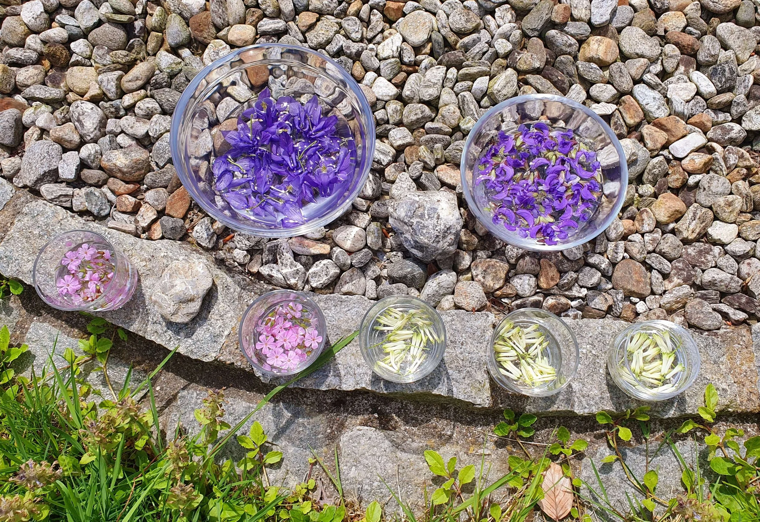 Mehrere kleine Glasvasen mit violetten und pinken Blumen auf einer Steinmauer im Freien, umgeben von grünem Gras.