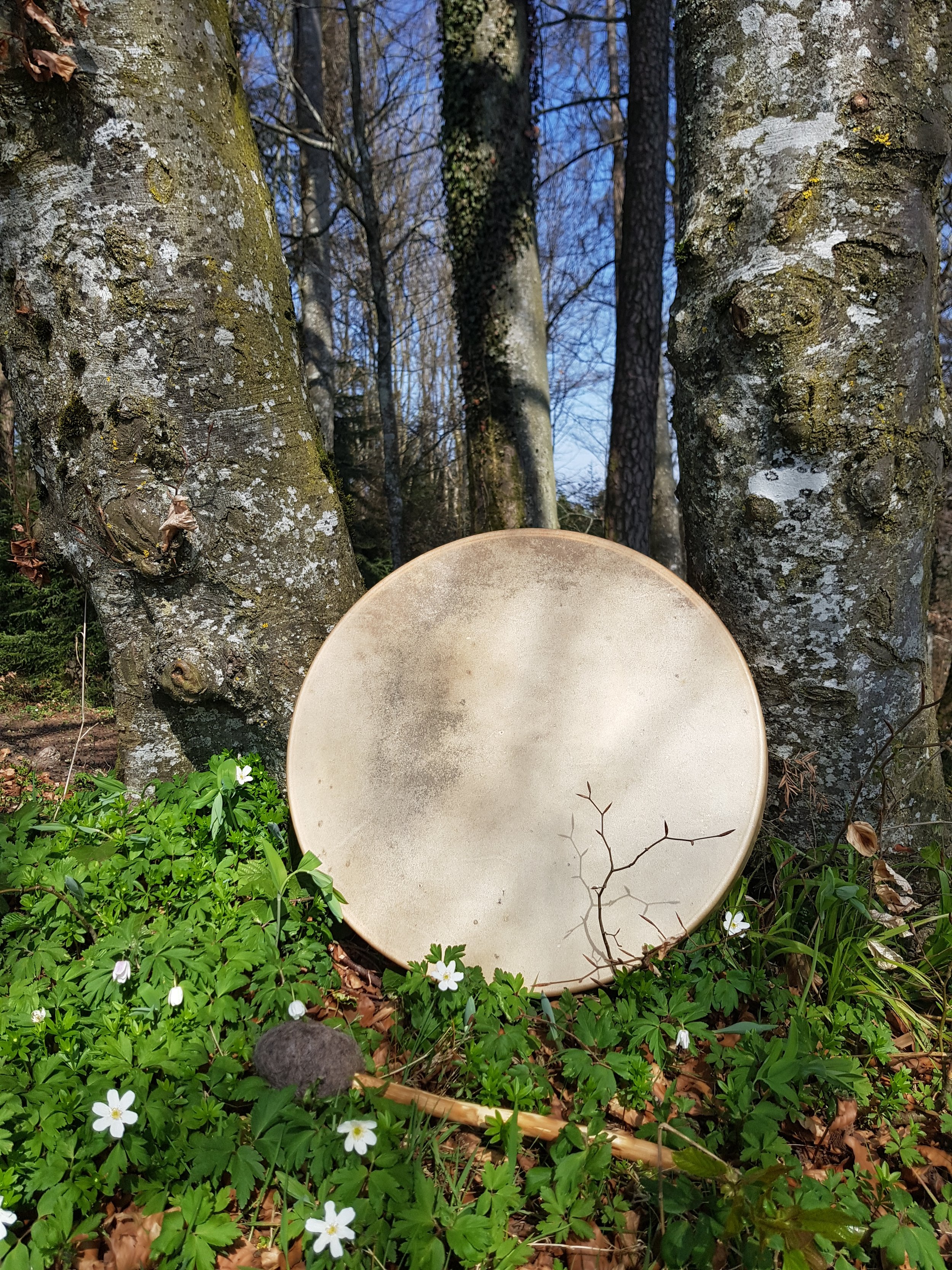 Ein rundes, hellbraunes Geschirr oder Platte liegt vor einem Baumstamm im Grünen, umgeben von kleinen weißen Blümchen und Blättern, mit Bäumen im Hintergrund.
