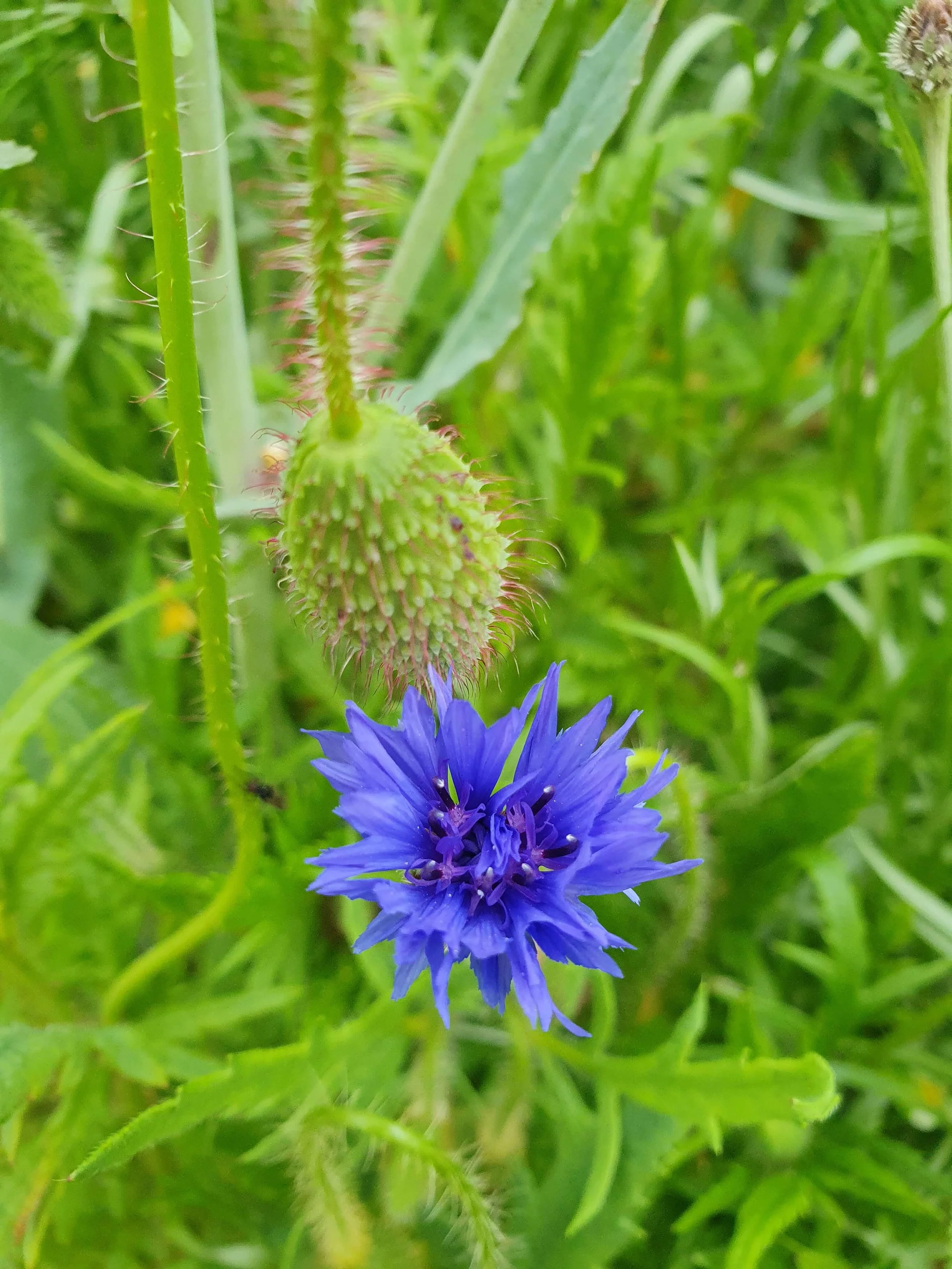 Nahaufnahme einer blauen Kornblume in einem grünen Feld.
