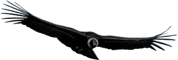 Black Condor bird with outstretched wings.