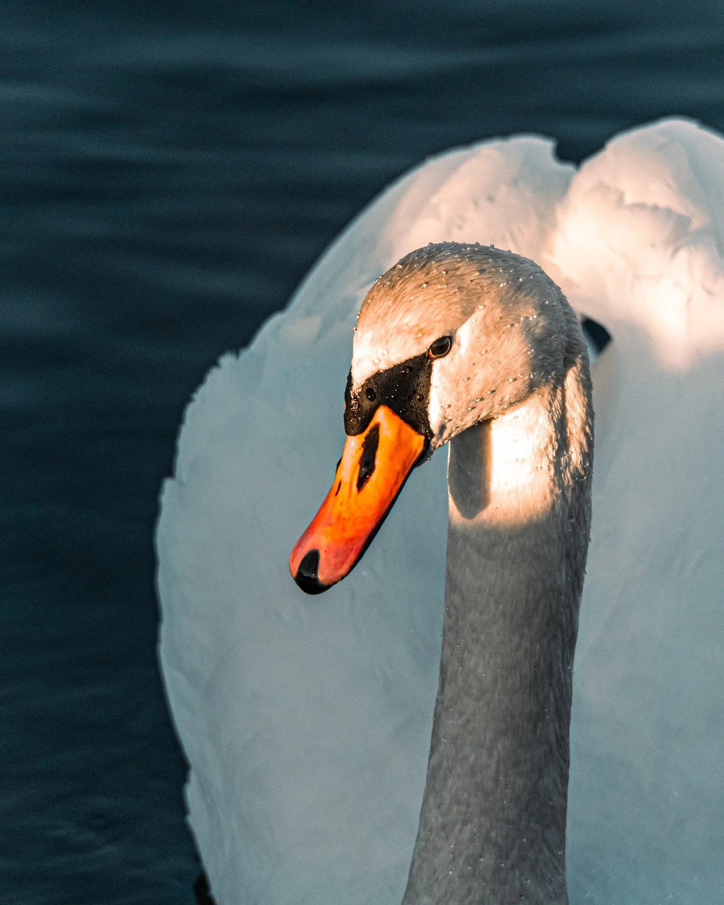 Svaner ved Boker&oslash;ya

📸 20.12.2025