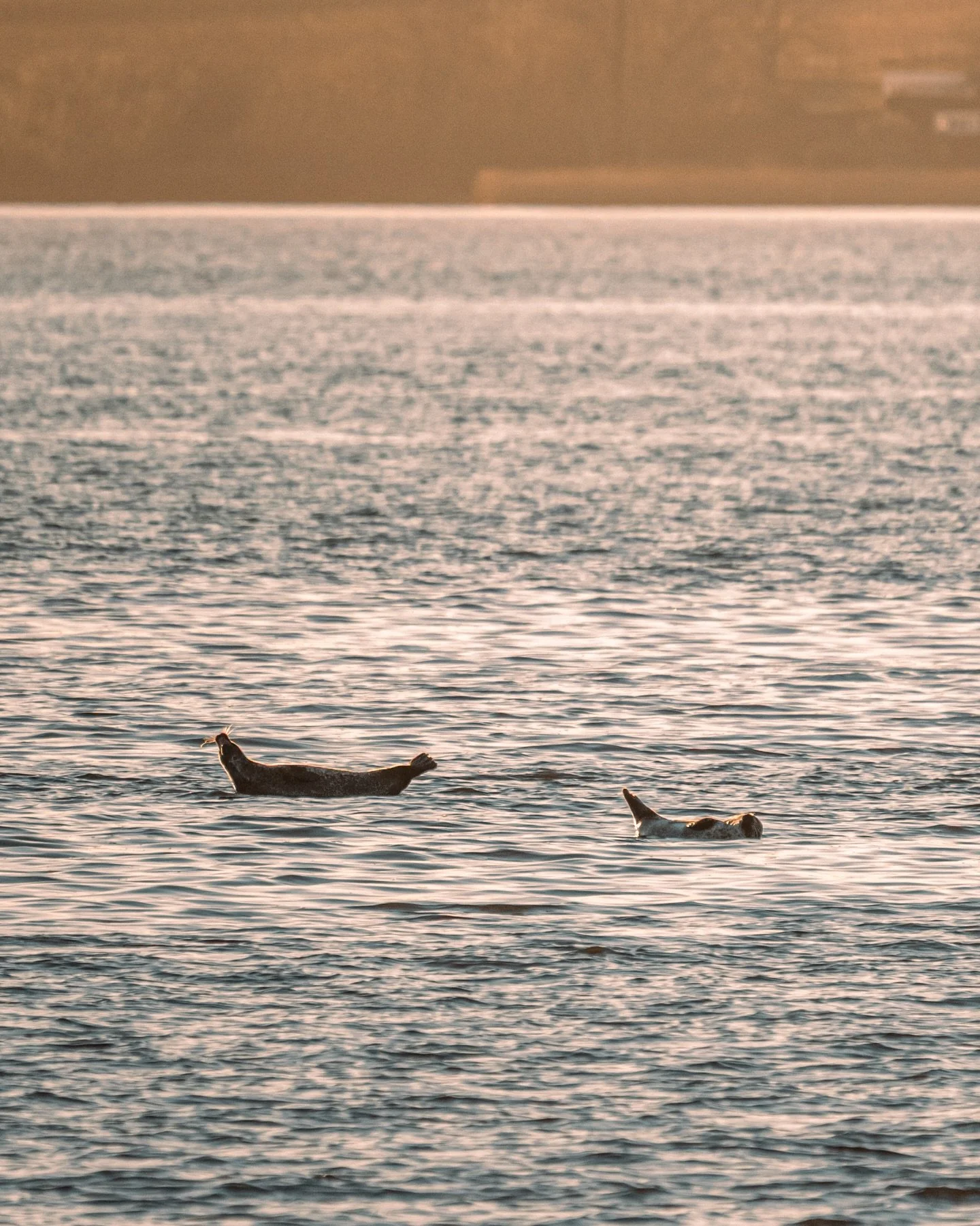 Seler utenfor Boker&oslash;ya, Svelvik

📸 20.12.2025