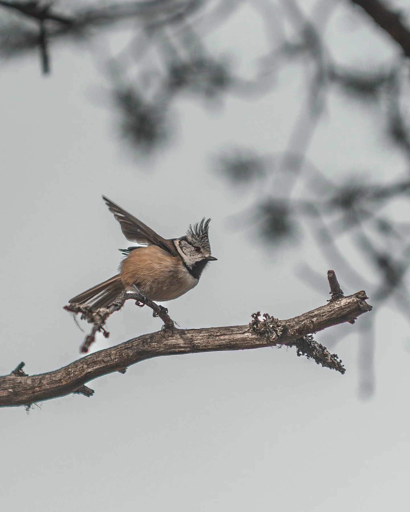 Toppmeis

📸 11.10.2025