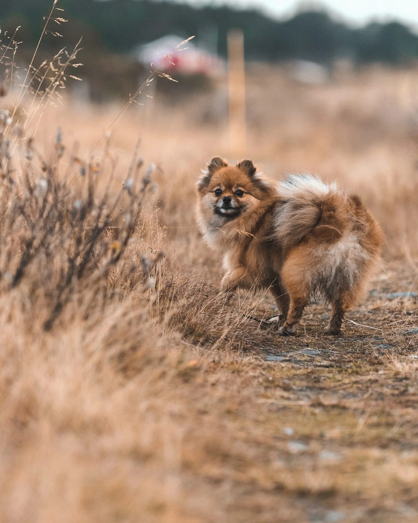 Jippi 🤍

📸 12.10.2025