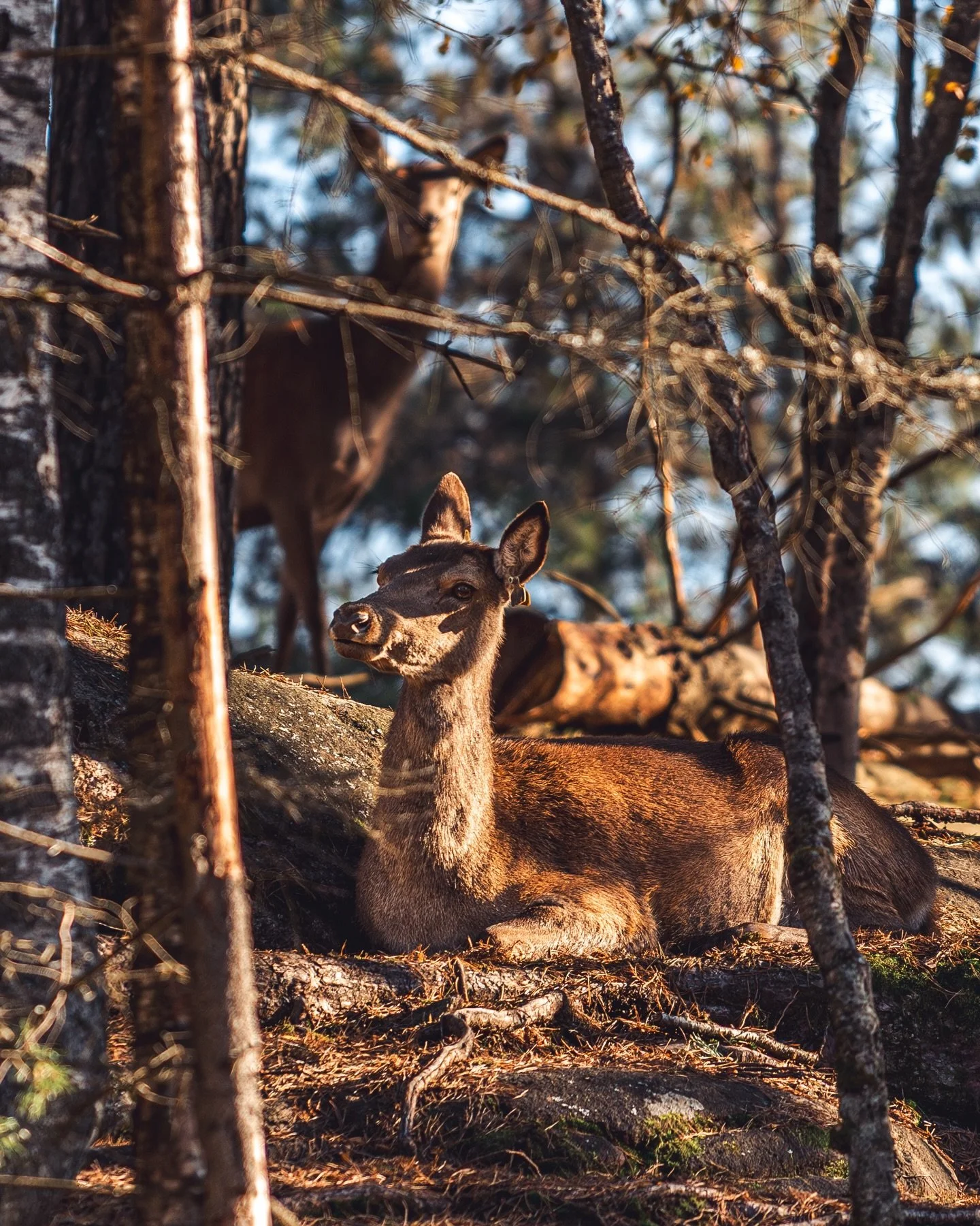 Hjort

📸 19.10.2025