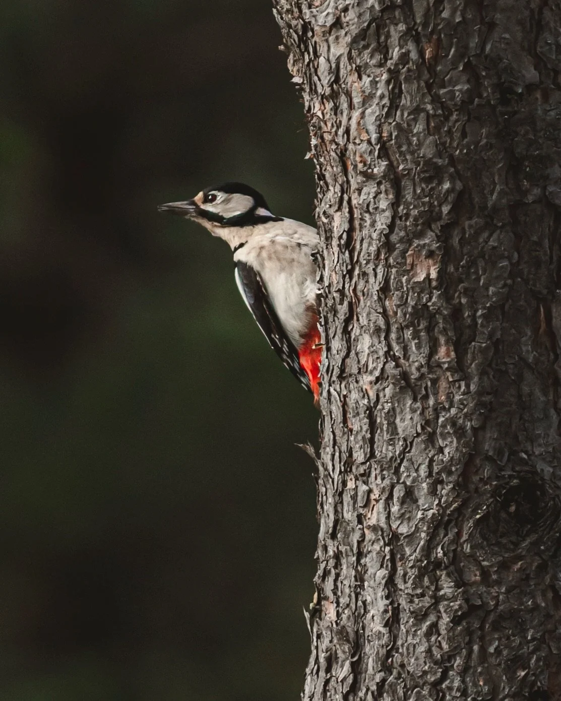 Flaggspett

📸 12.10.2025