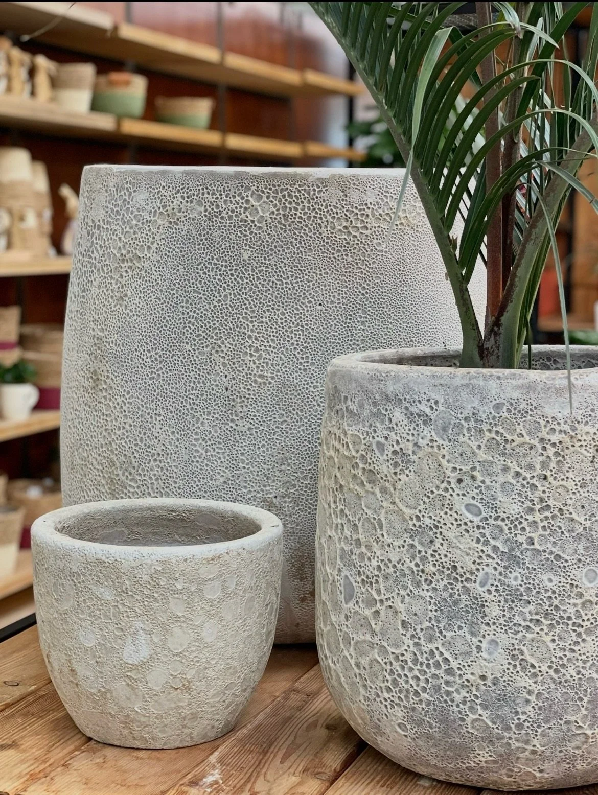 Tra le novit&agrave; in garden ci sono questi vasi dall&rsquo;effetto materico a cratere veramente unici ✨ in diversi colori e linee 

#calliarifiori #coltiviamobellezza