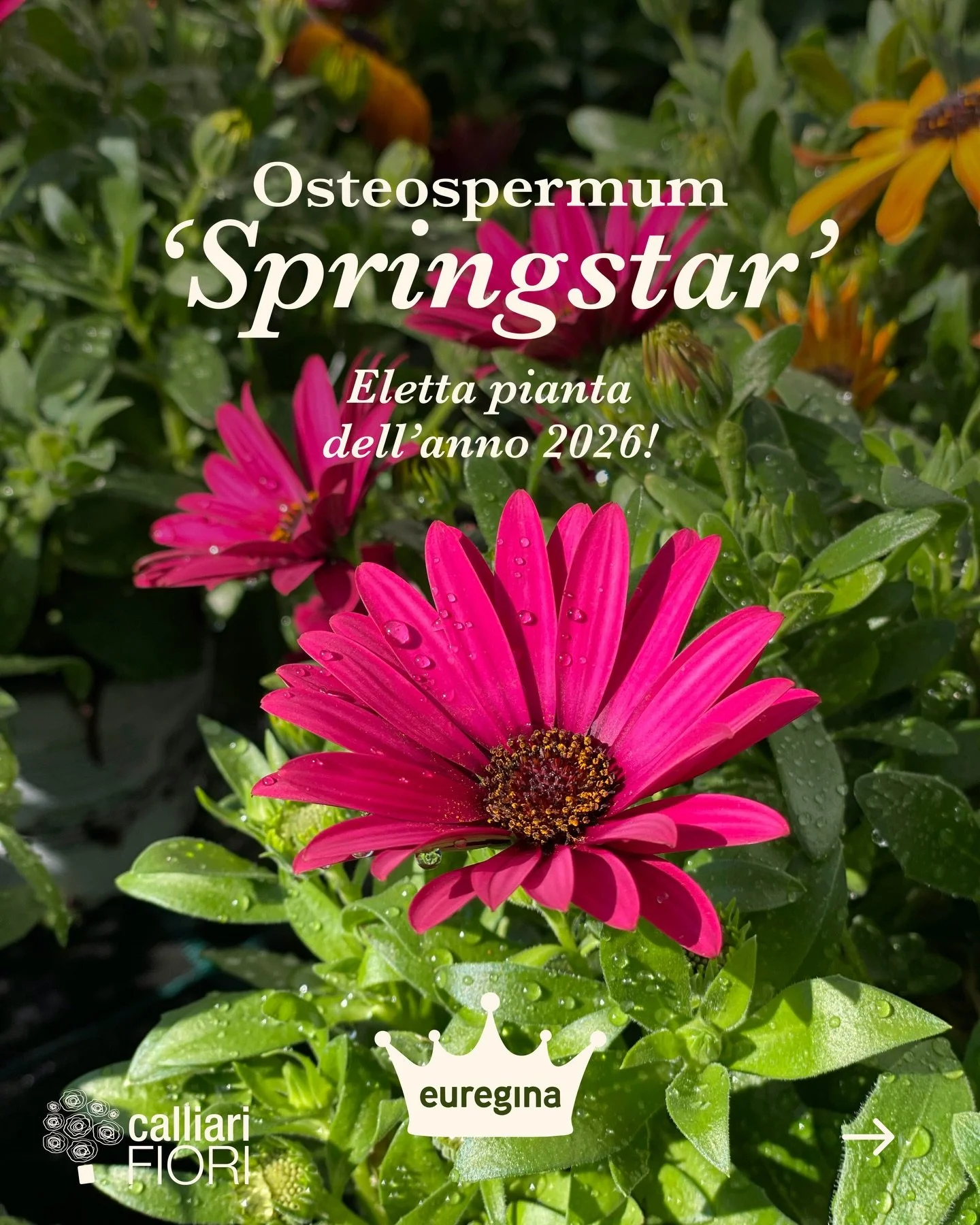 L&rsquo;Osteospermum &ldquo;Springstar&rdquo;, &egrave; la &ldquo;euregina&rdquo; di quest&rsquo;anno!

Al Museo Plessi al Brennero &egrave; stata presentata ieri per la prima volta la Springstar &ldquo;euregina&rdquo; &ndash; la pianta dell&rsquo;Eu