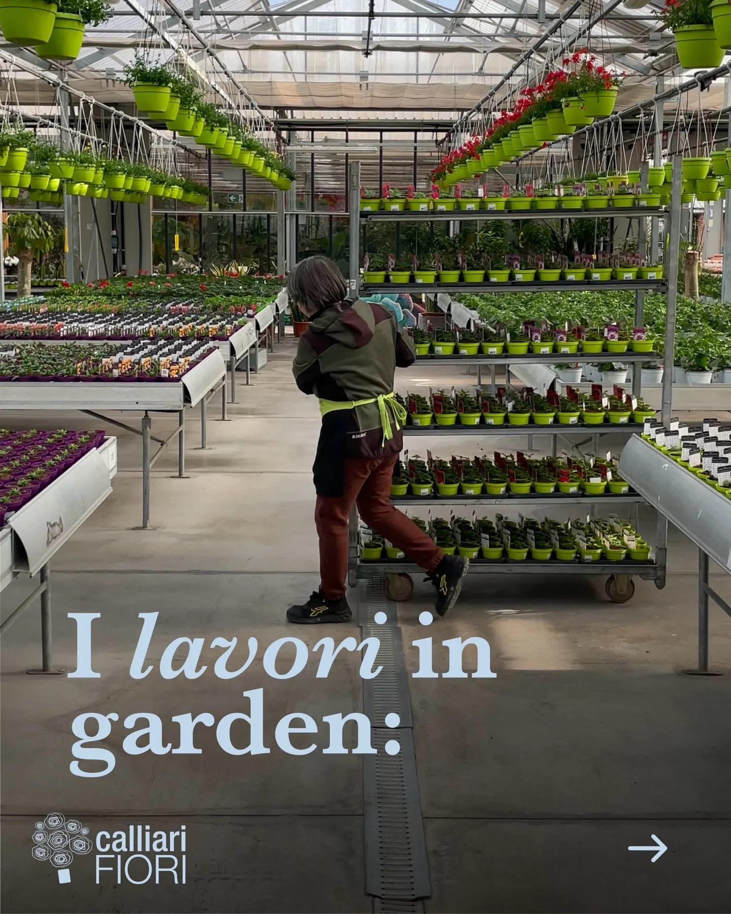 Qua da @calliari_fiori la primavera &eacute; arrivata! 🤩🌸✨ Tanti nuovi arrivi, tra piante fiorite, aromatiche, stagionali e perenni di nostra produzione&hellip; che troveranno spazio nella nostra nuova serra.
Vi aspettiamo inoltre con tanti corsi e