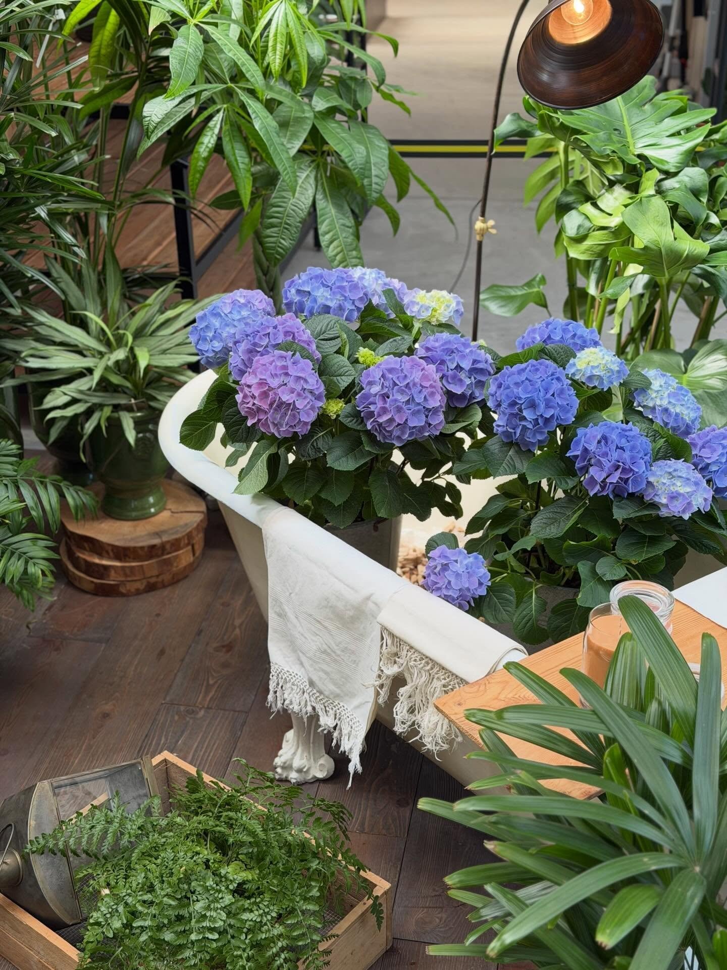 Calliari Fiori vi aspetta tutti i weekend con fiori e profumi primaverili! Sabato aperto 9:00-12:30 e 14:30-19:00 e domenica 9:00-12:30 e 15:00-19:00

#calliarifiori #coltiviamobellezza