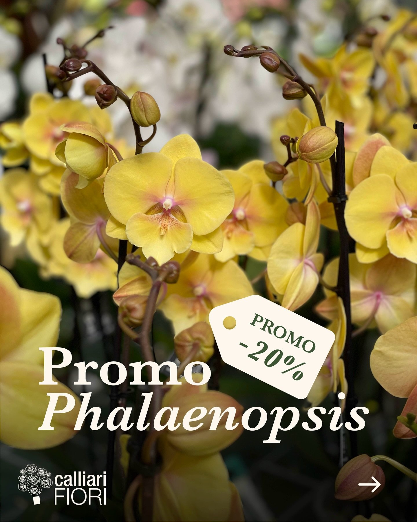 Per tutta la settimana (dal 7 al 12 aprile) tutte le nostre orchidee  Phalaenopsis saranno scontate del 20%! 
Non fatevele scappare 😉

#coltiviamobellezza #calliarifiori #phalaenopsisorchid