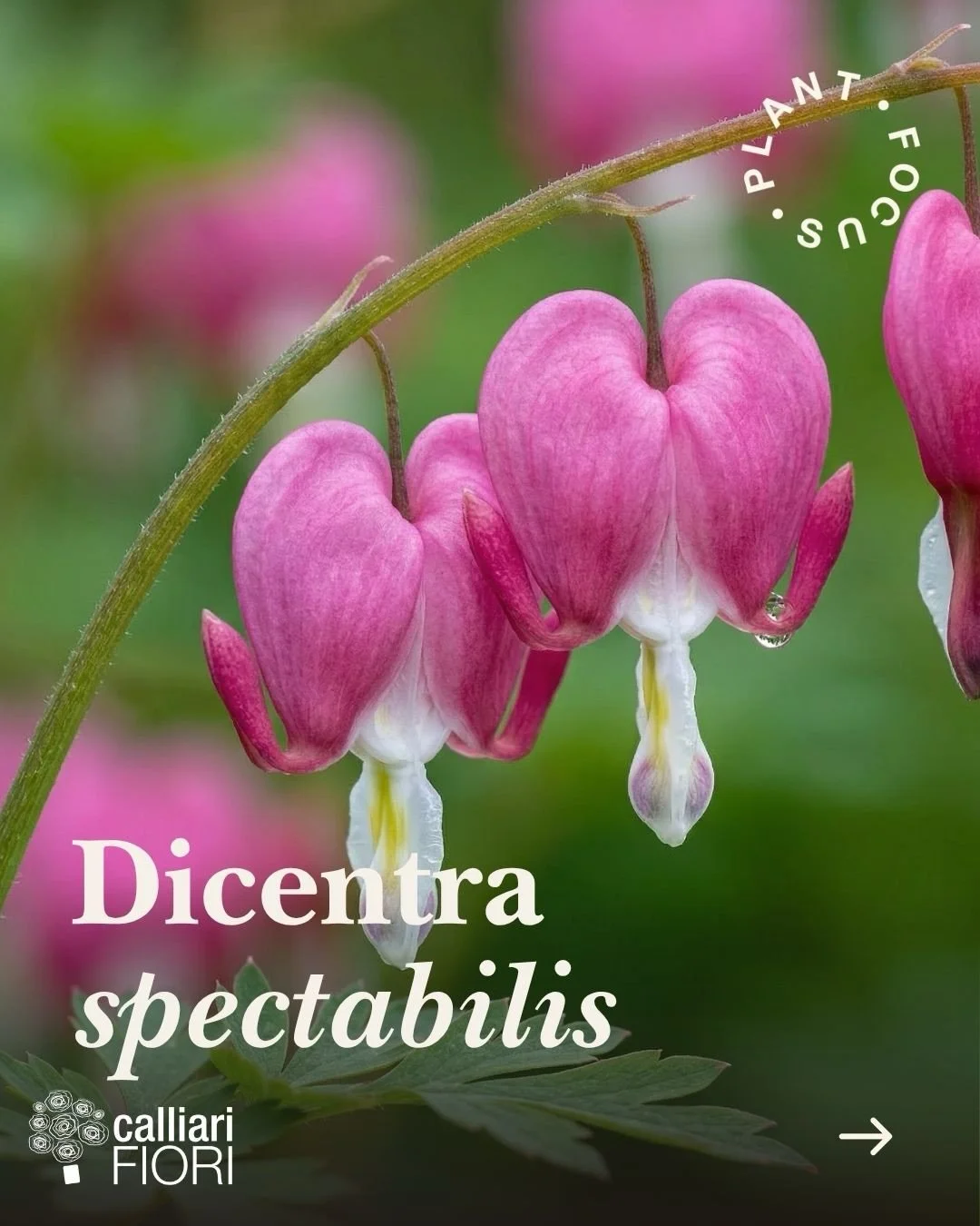 Elegante, romantica e inconfondibile: la Dicentra spectabilis, conosciuta anche come &ldquo;Cuore di Maria&rdquo; o &ldquo;Lacrime di Venezia&rdquo;, &egrave; una perenne rizomatica perfetta per dare un tocco poetico agli angoli ombreggiati del giard