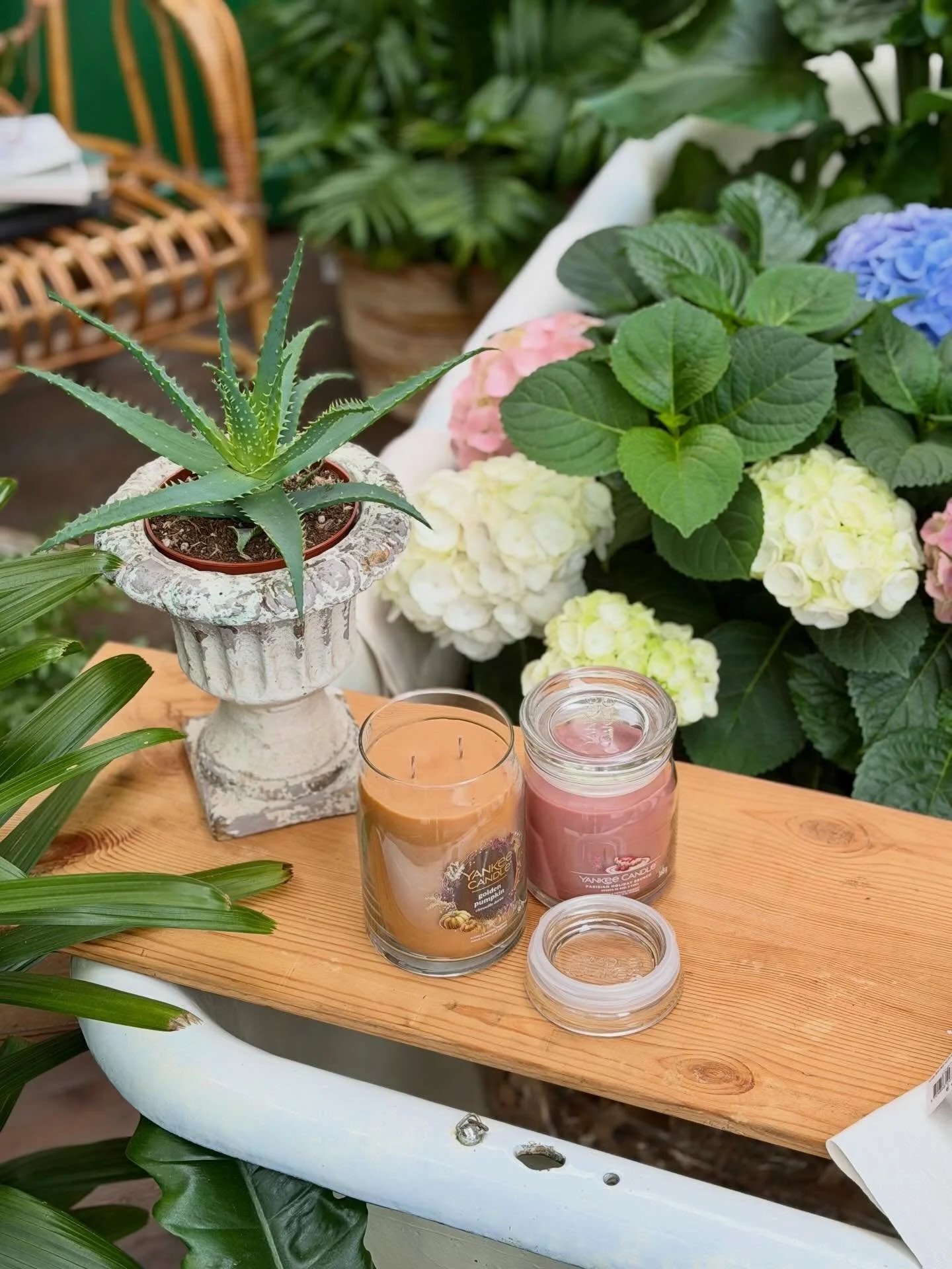 Oggi 1 Maggio siamo aperti! Vi aspettiamo in garden con tante idee per il giardino e per la casa 🌸🙂&zwj;↕️

Orario: 9:00 - 12:30 e 15:00 - 19:00

#calliarifiori #coltiviamobellezza