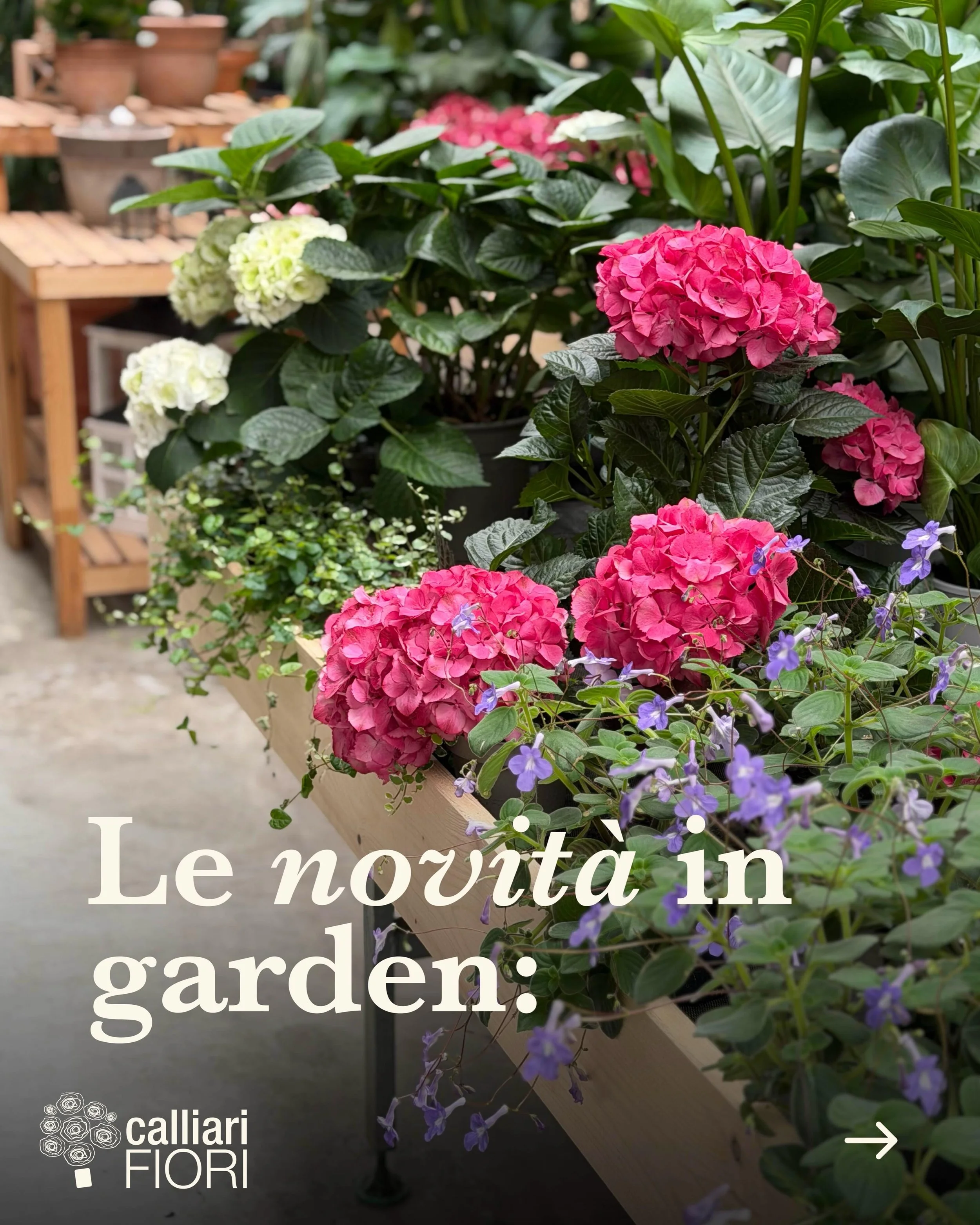 Moltissime altre novit&agrave; vi aspettano da Calliari Fiori! Vi aspettiamo ☺️🌷🌿

#calliarifiori #coltiviamobellezza #vivaio #gardencenter #garden