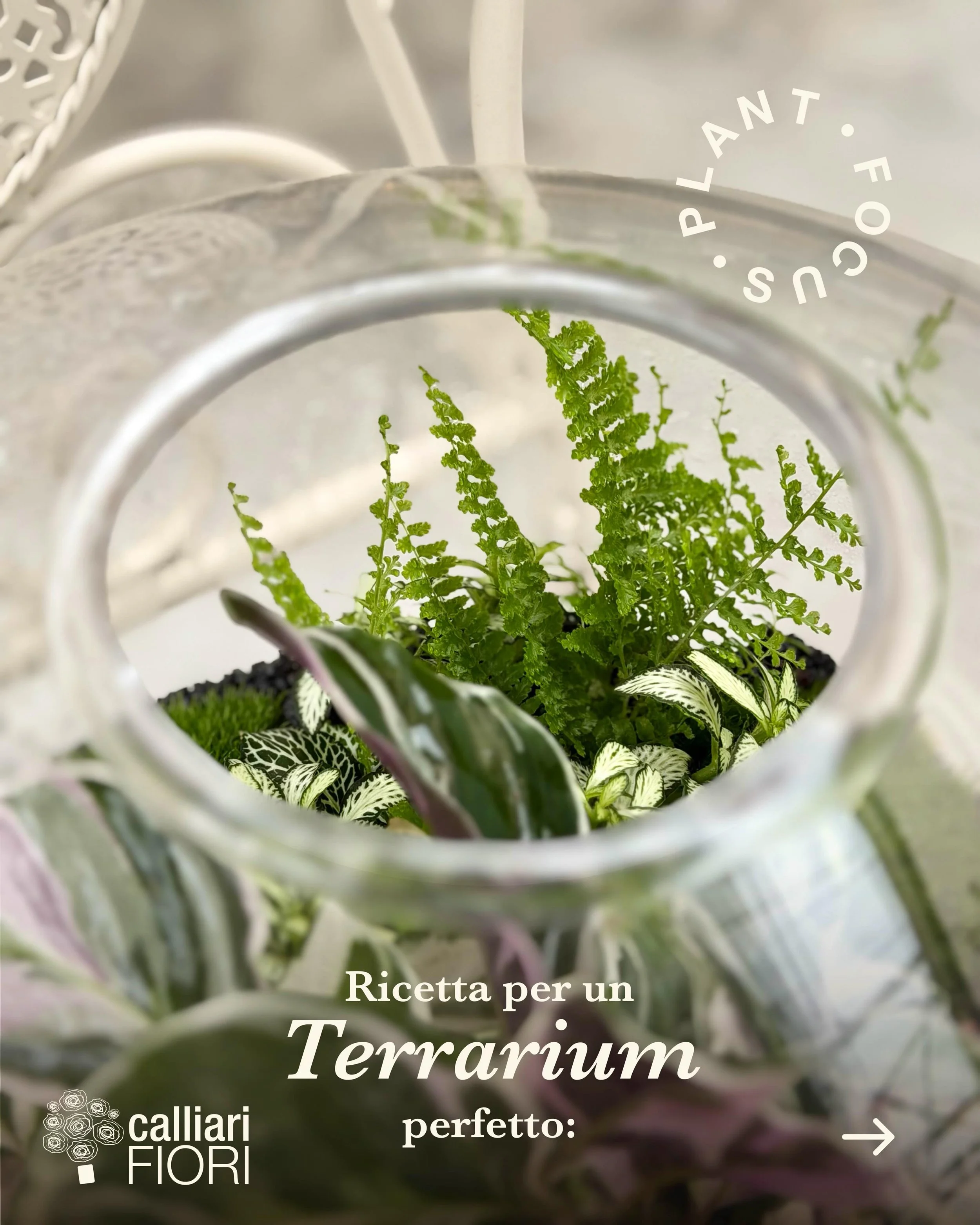 Ecco la nostra ricetta per un terrario perfetto 🤗 
Creare un ecosistema in miniatura &eacute; un lavoro delicato e va pensato al meglio. Trovi tutto l&rsquo;occorrente, dal terriccio specifico alla piante pi&ugrave; adatte, da Calliari Fiori! 

#col