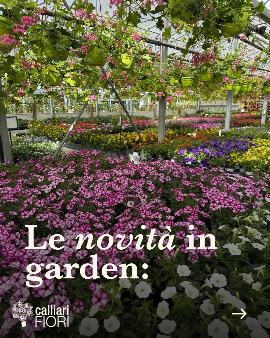 Vi aspettiamo in garden con tante novit&agrave; e qualche sconto 👀😍 

#calliarifiori #coltiviamobellezza #garden