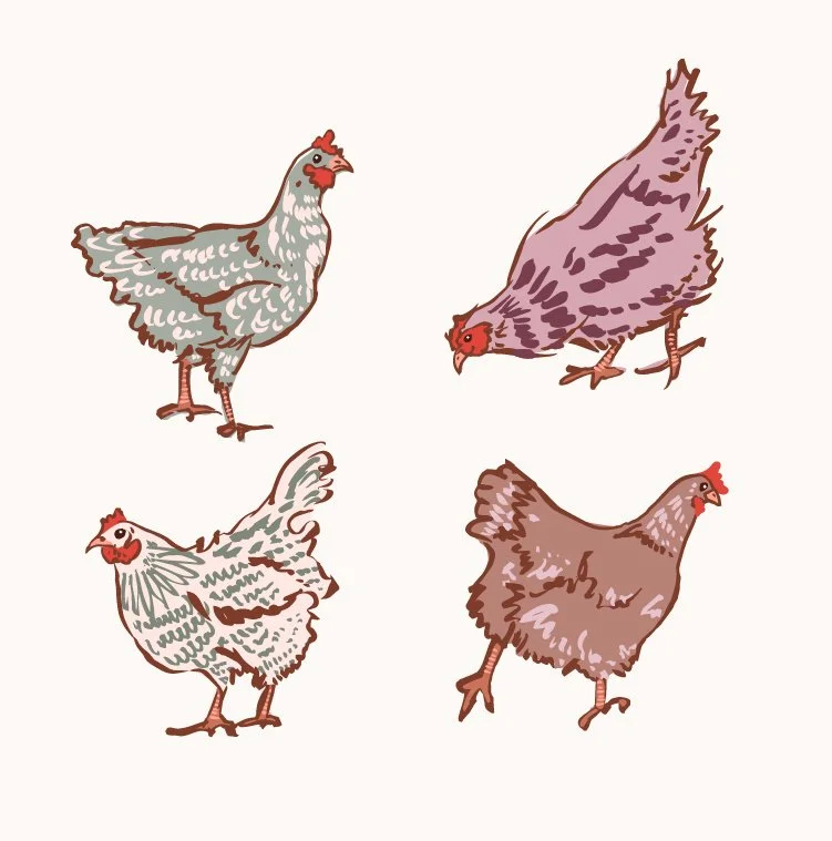 4 hand drawn illustrated chickens in seafoam green, mauve, purples, cream, and light brown with pops of coral and red