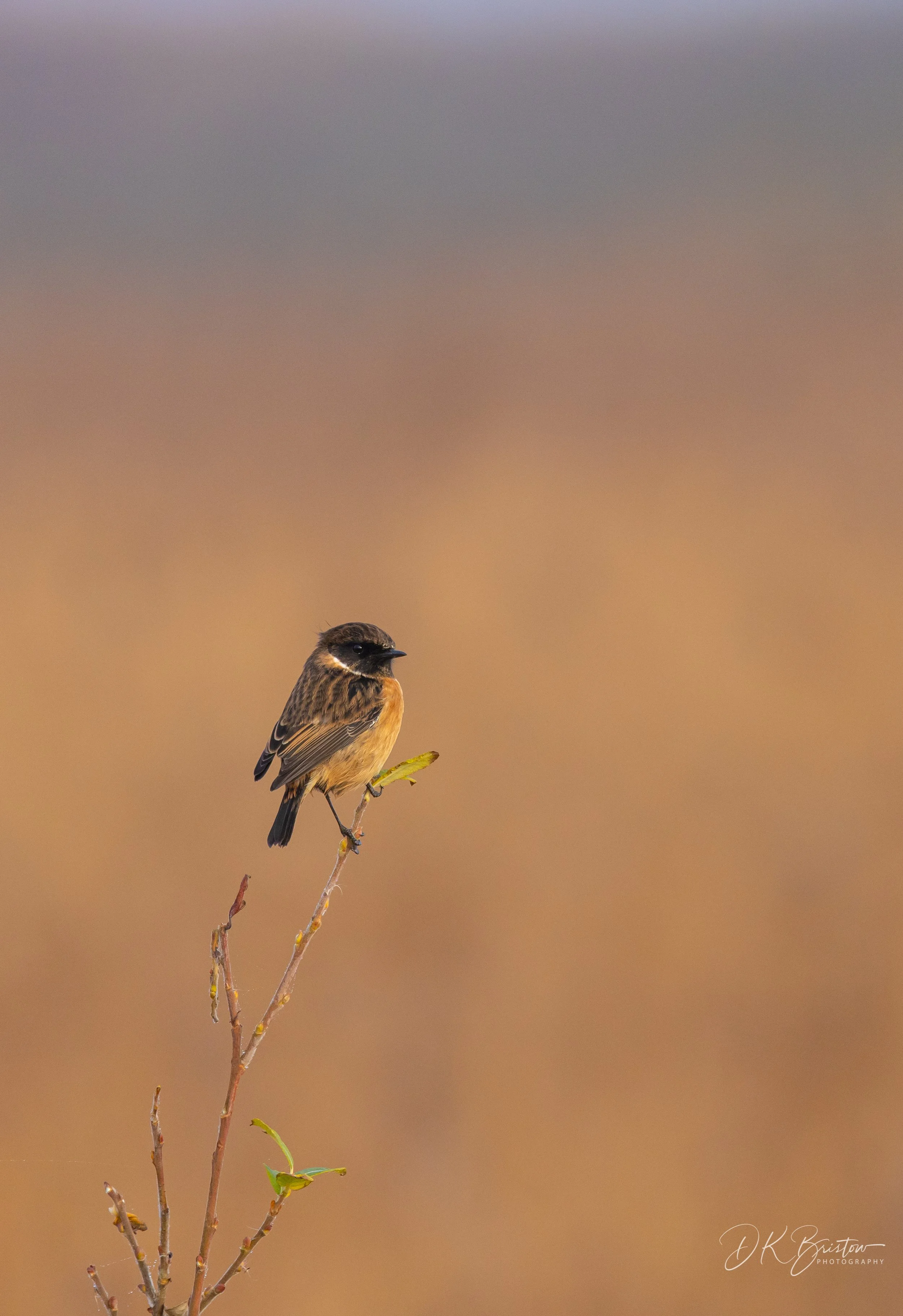A small bird with a dark head, brown body, and light underbelly perched on a thin, leafless branch against a blurred, gradient background.