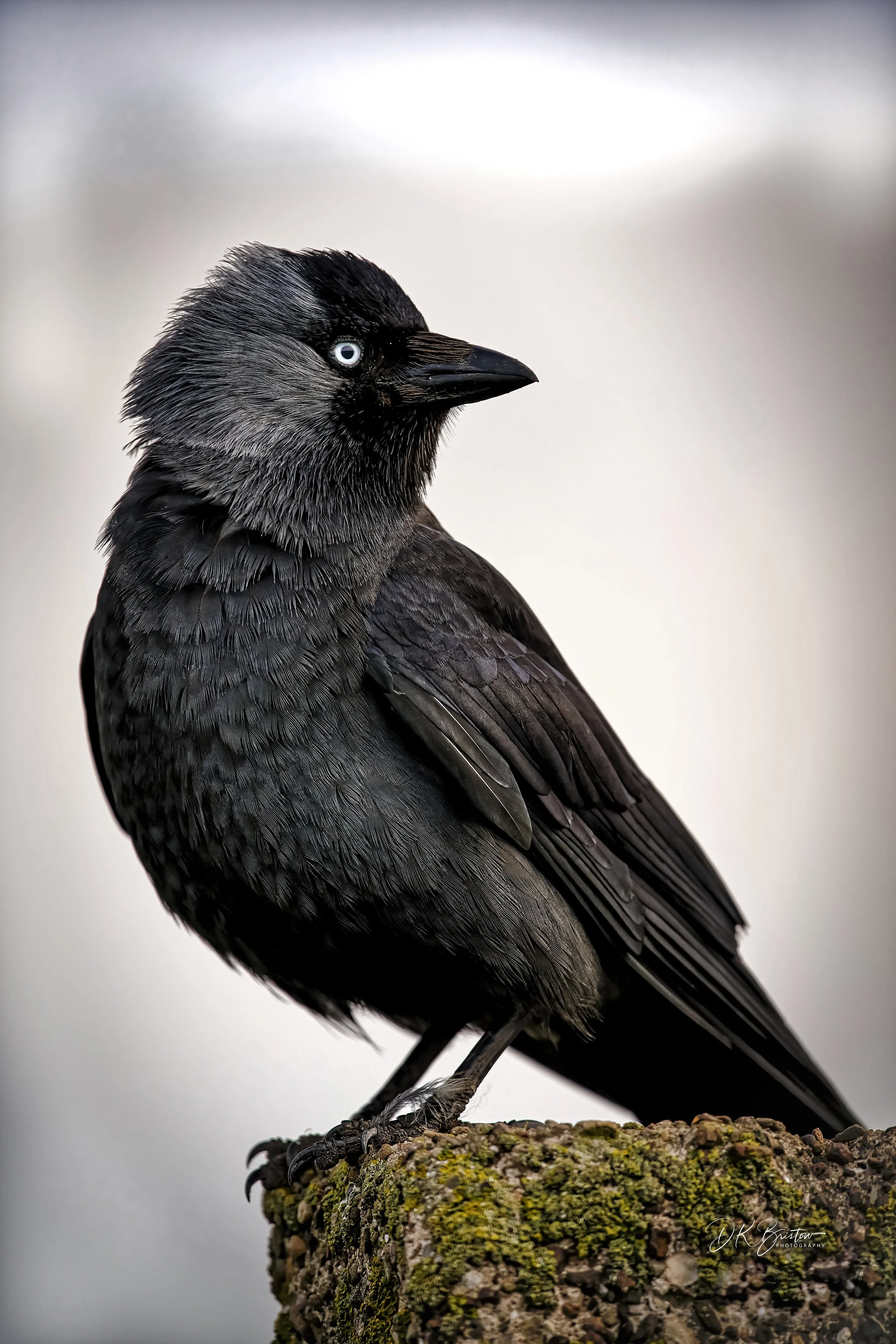 _DSC6095_DxO.jpg