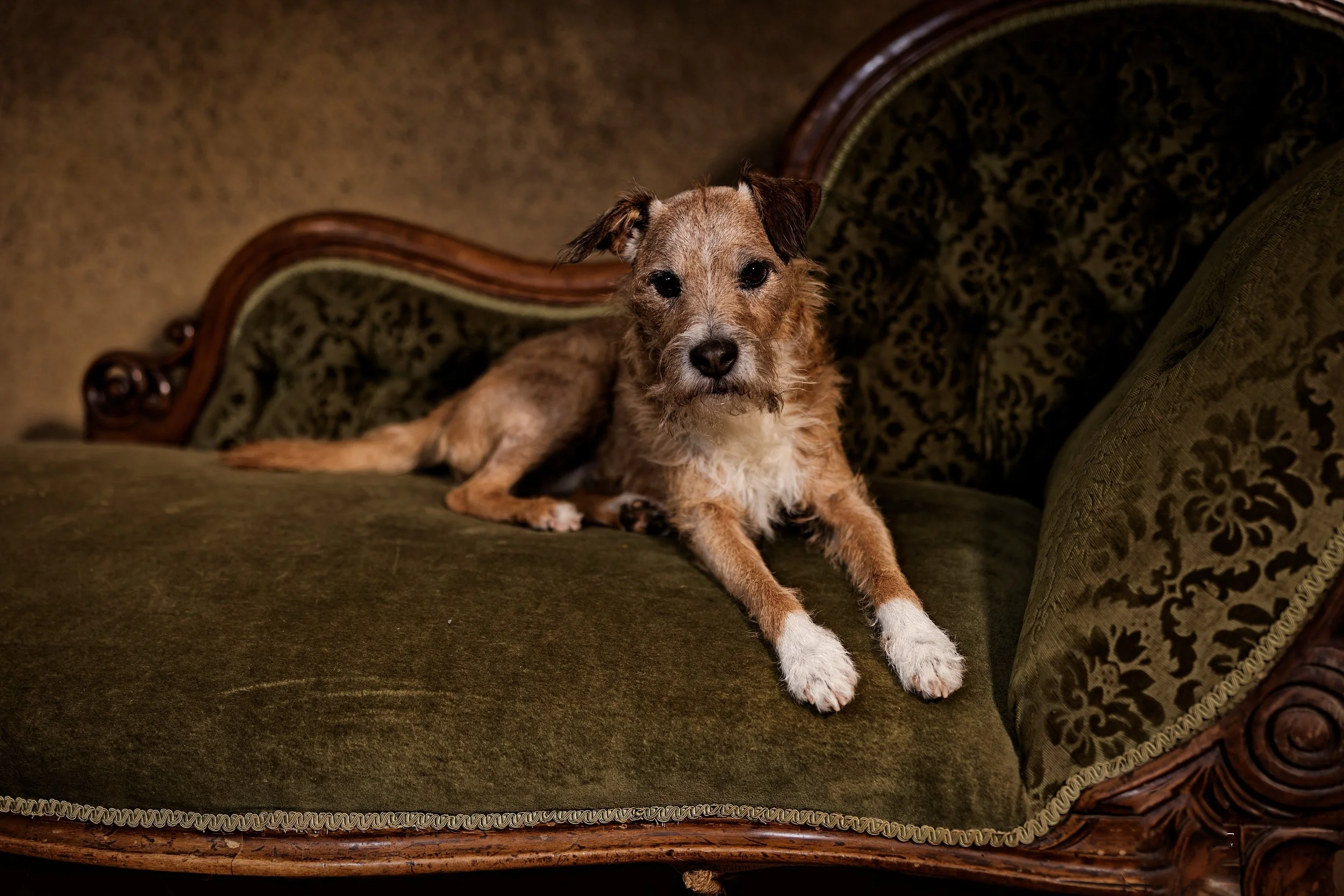 A small, scruffy dog with tan and black fur lying on an antique green velvet sofa with dark wood accents, looking directly at the camera.