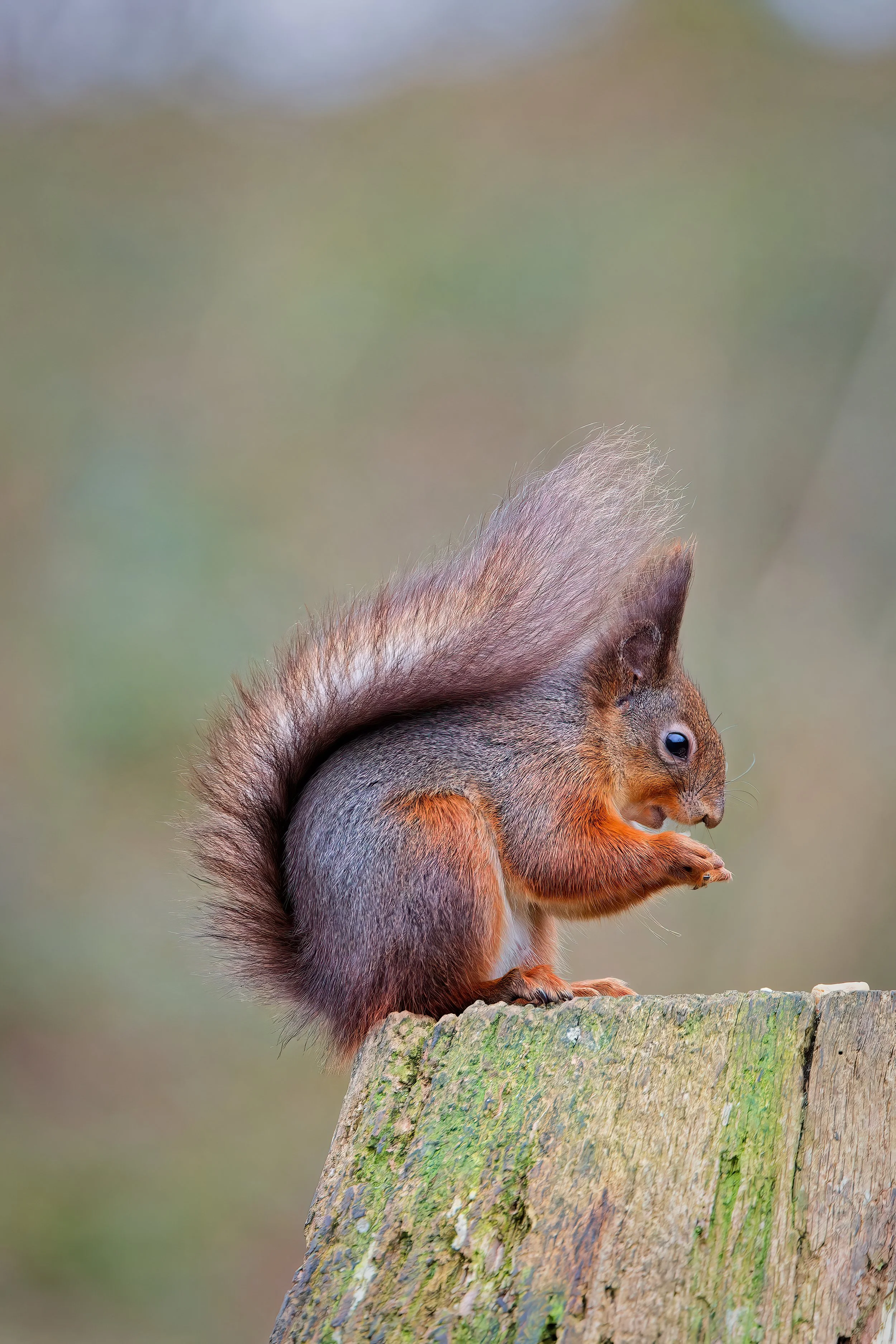A squirrel sitting on a tree stump, holding a small object in its paws.
