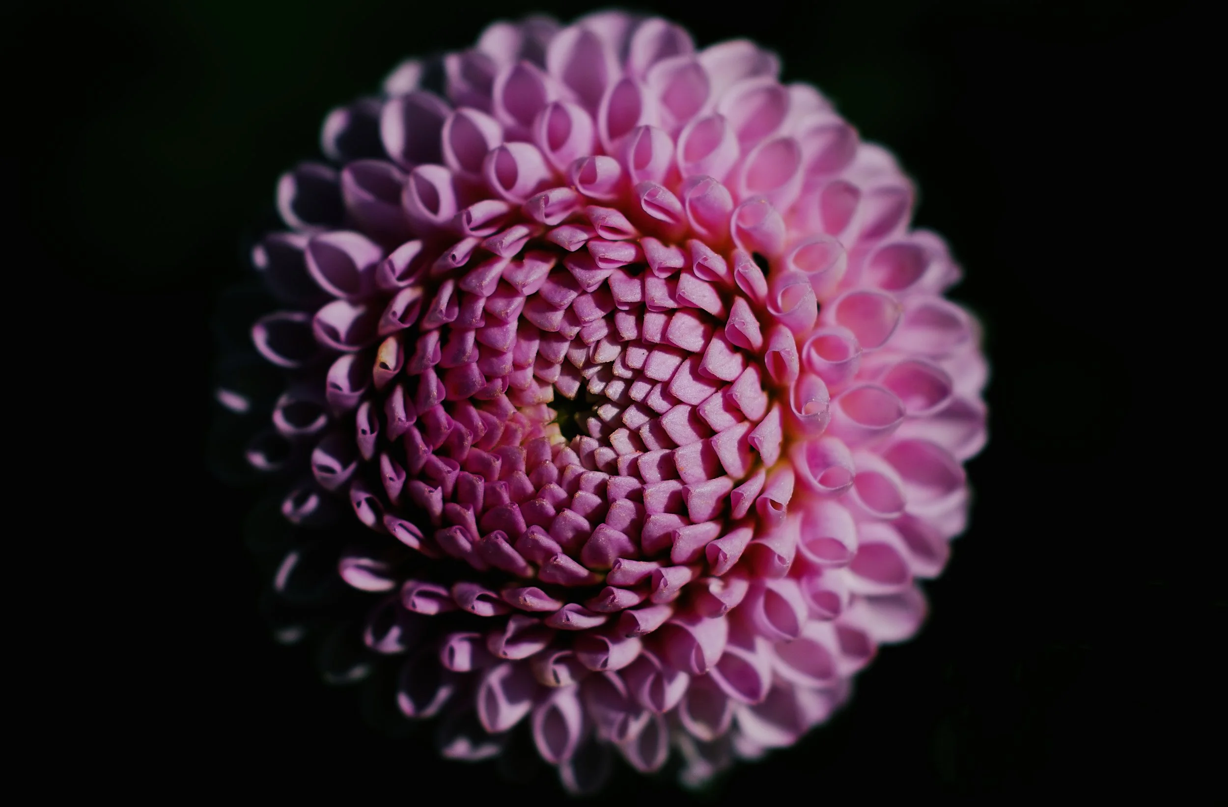 Close-up of a pink dahlia flower with tightly curled petals against a black background.