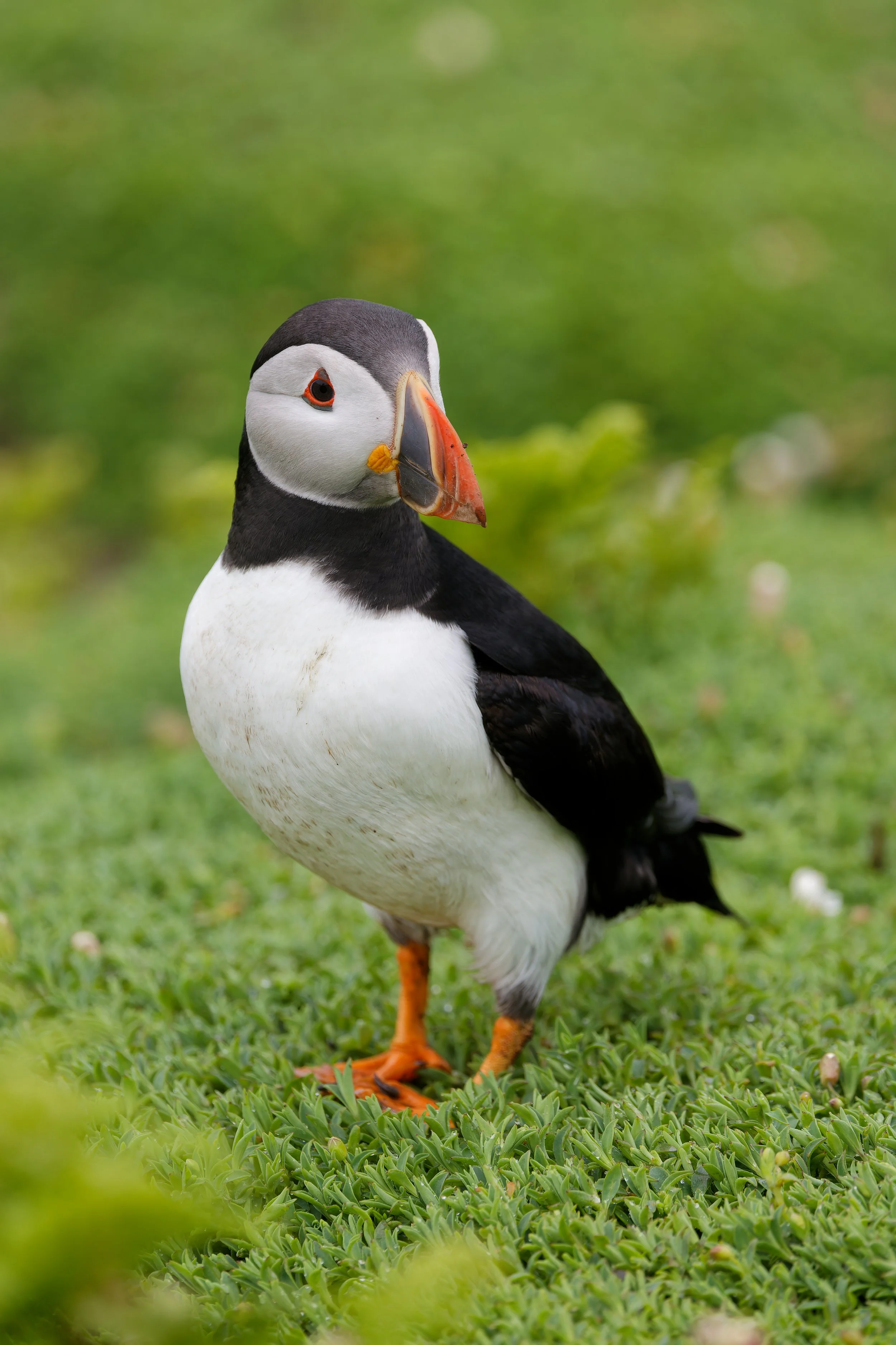 A puffin standing on green grass with a blurred green background.