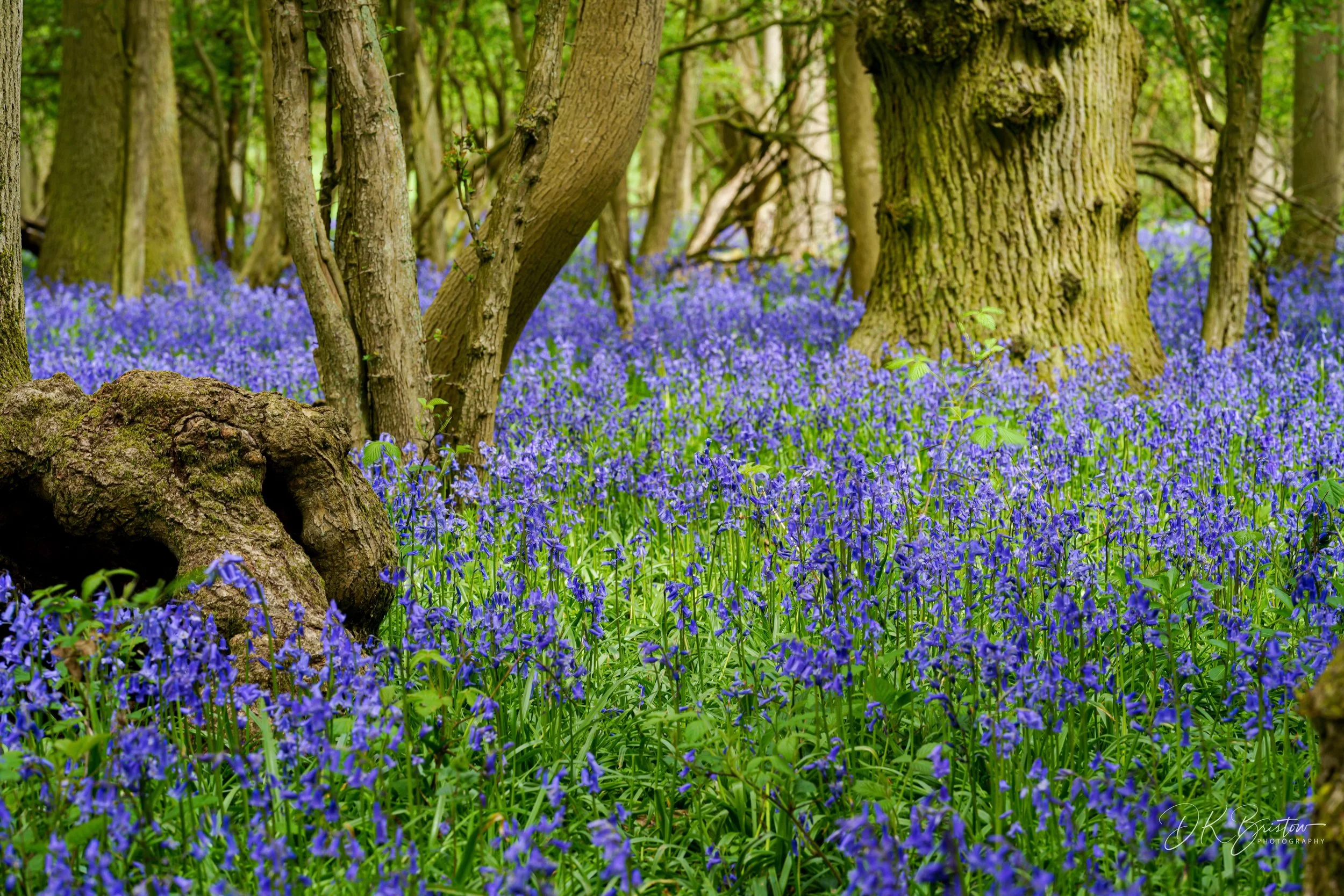 Bluebell Wood.jpg