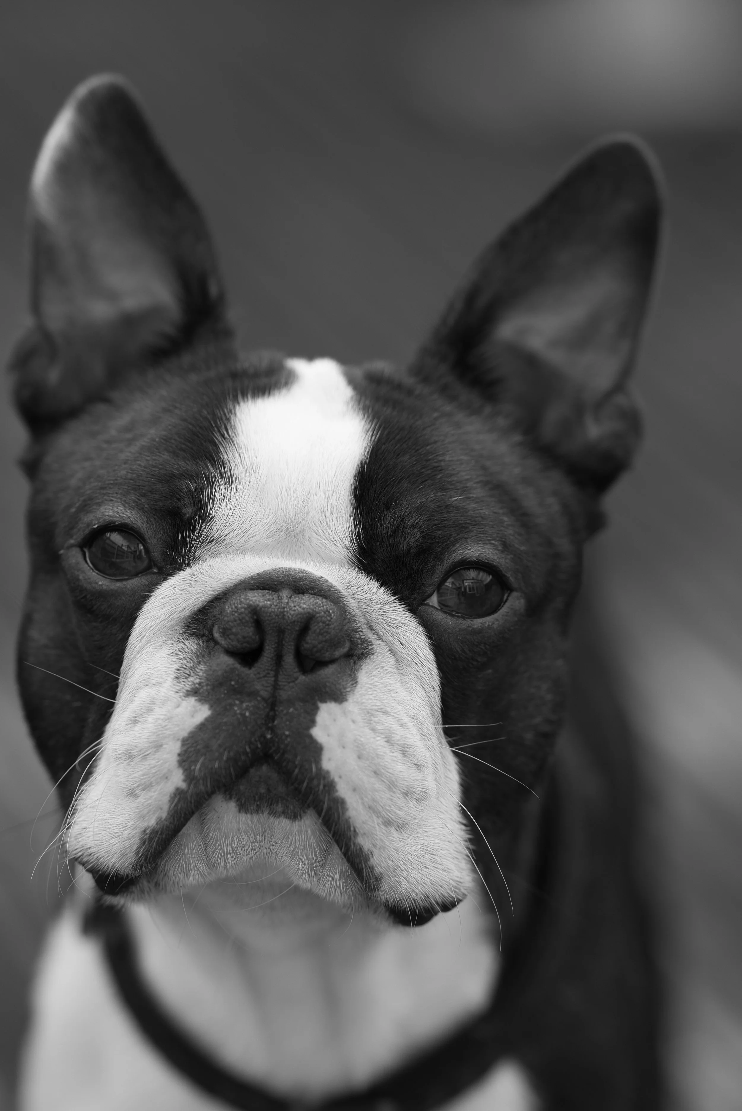 Close-up of a Boston Terrier dog with large ears, black and white fur, and a serious expression in black and white.