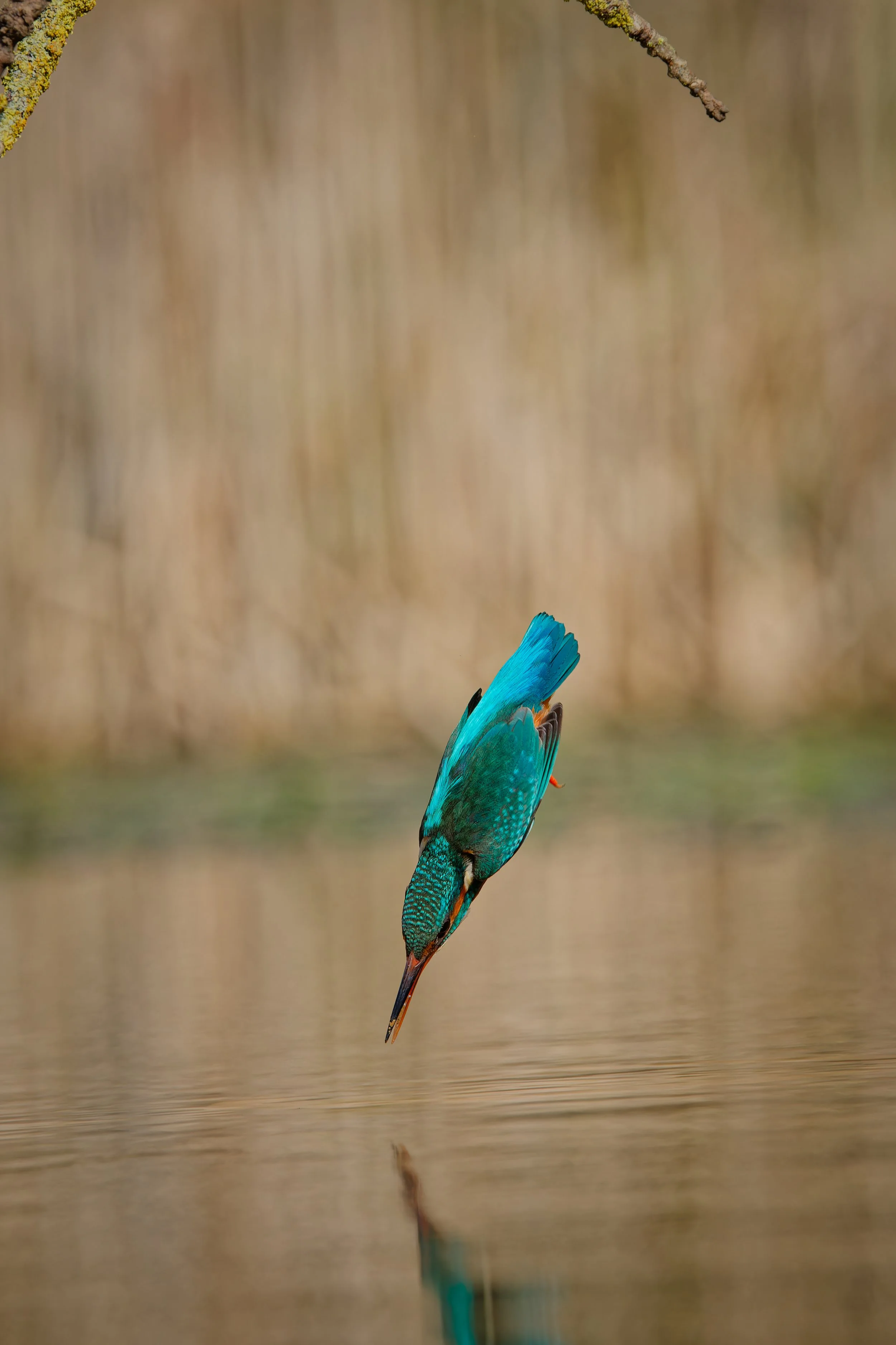 A kingfisher bird with turquoise and orange feathers diving towards water reflection.