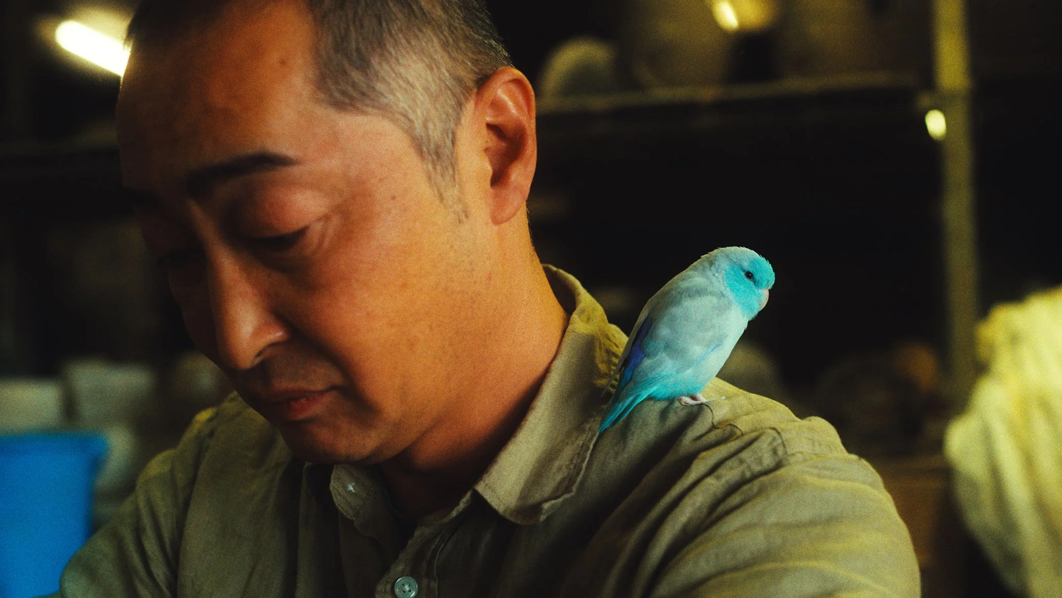 男性の肩に青と白の鳥がとまっている写真