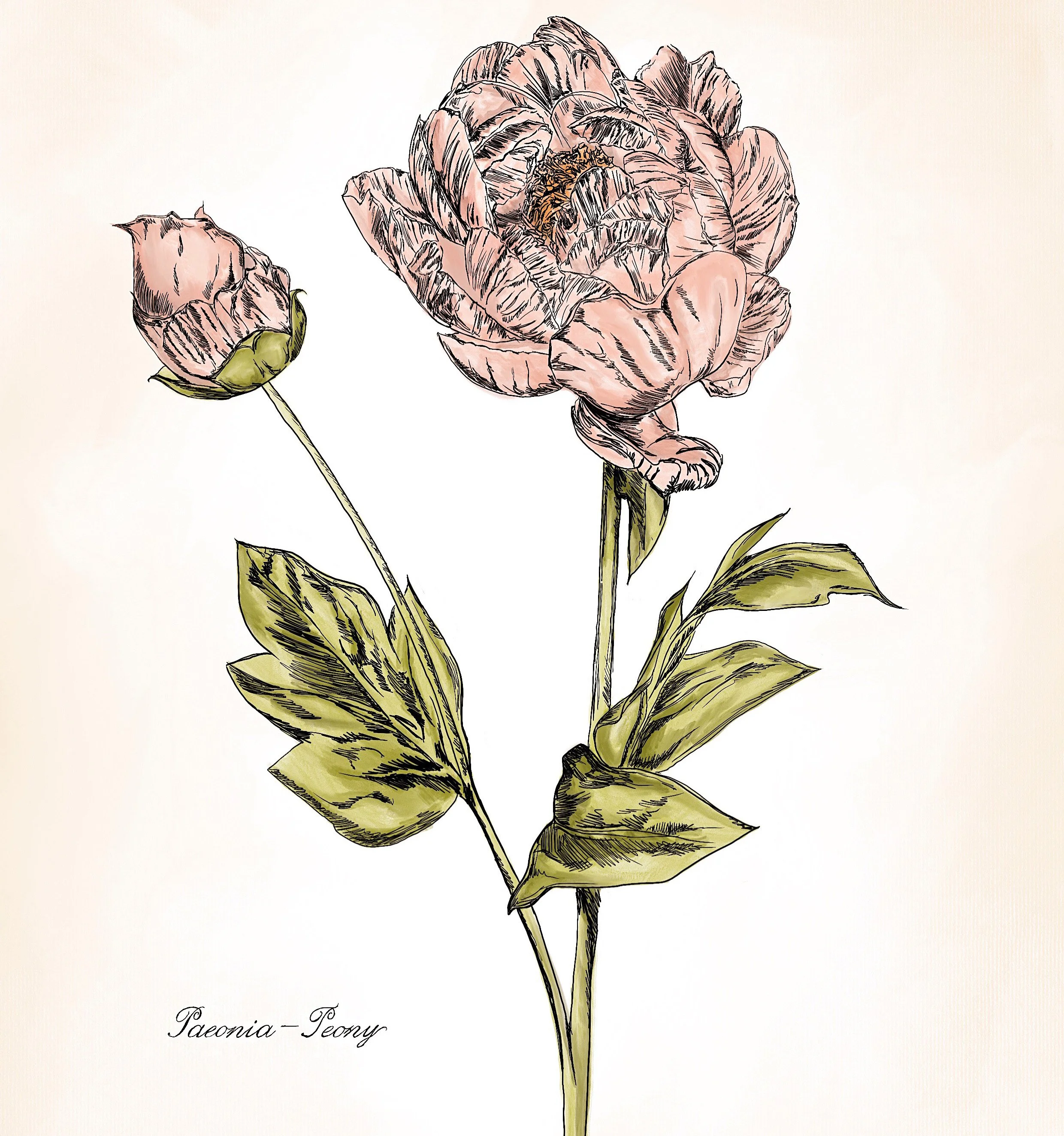 Botanical-Peony.JPG
