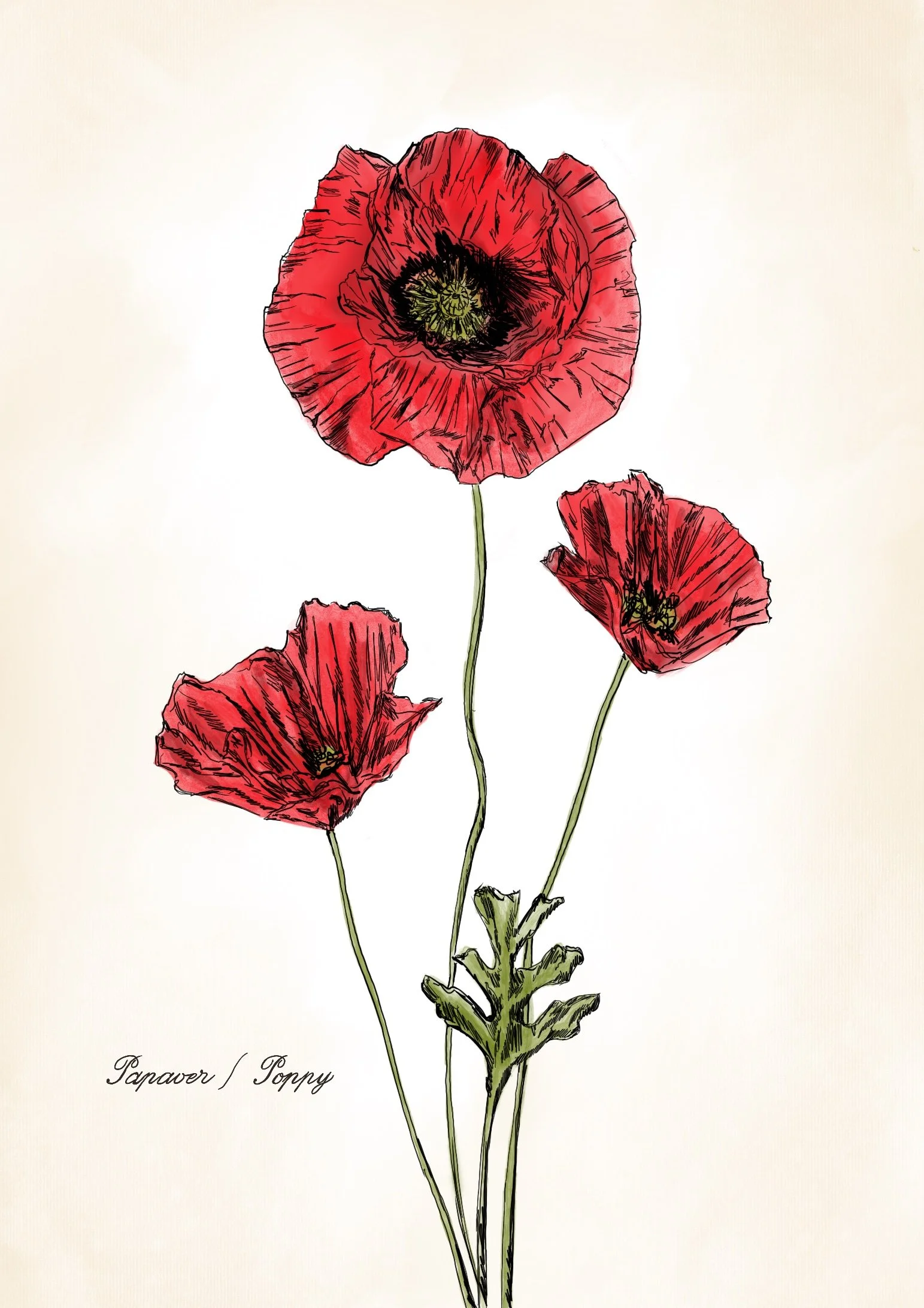 Poppy Botanical.jpg