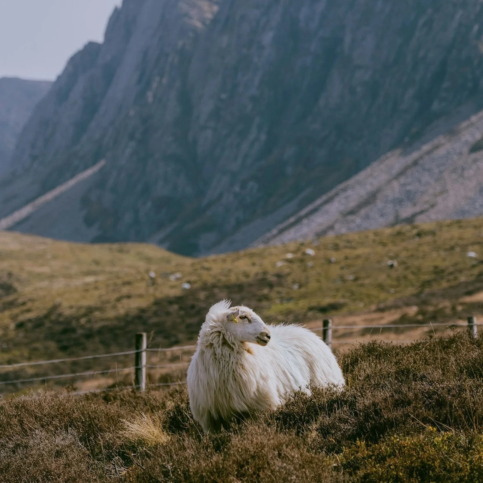 A sheep with a human face stands on a grassy hillside with mountains in the background.