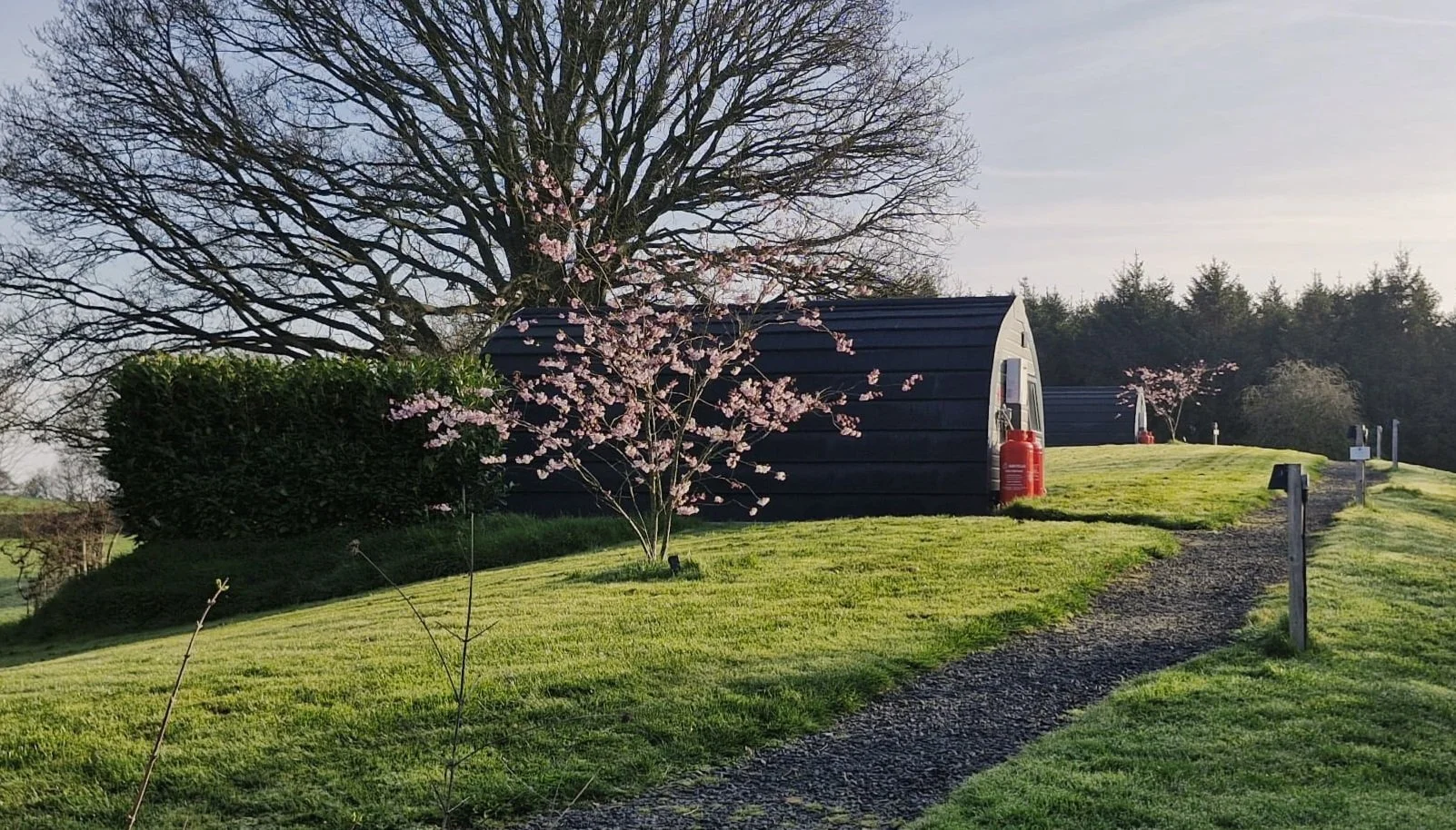A small, black, pod-shaped building with a curved roof, surrounded by a grassy landscape with blooming pink cherry blossom trees and a large leafless Oak tree in the background. Pathways with downlighters are visible.
