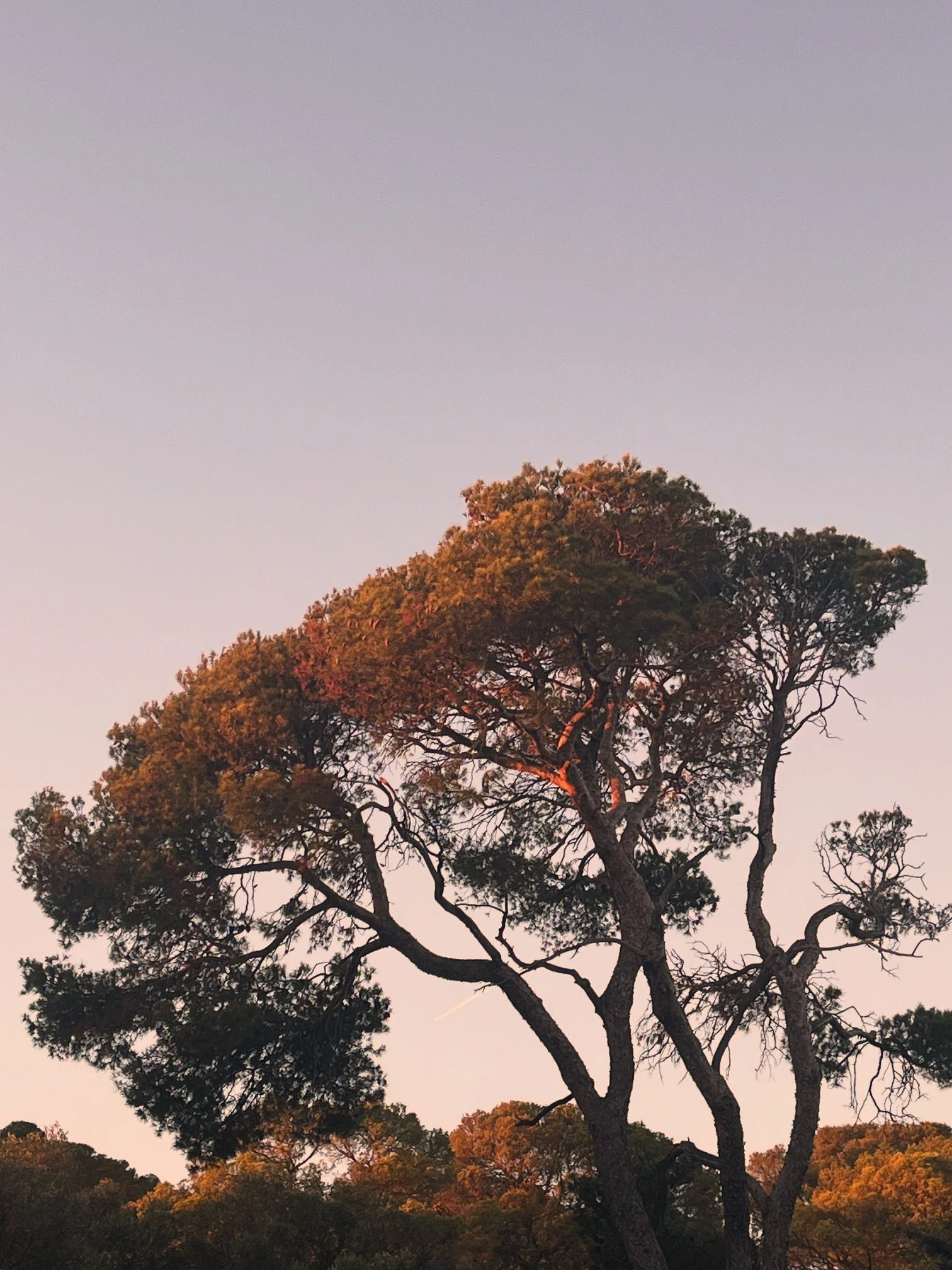 Un arbre avec des branches tordues et des feuilles vertes, au coucher du soleil, avec un ciel clair et pastel.