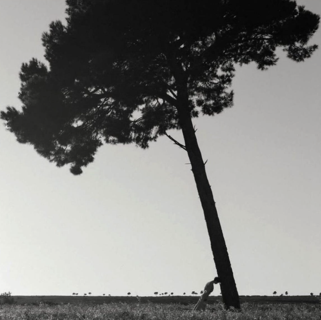 Silhouette d'un arbre isolé dans un paysage plat, avec un ciel clair et sans nuages.