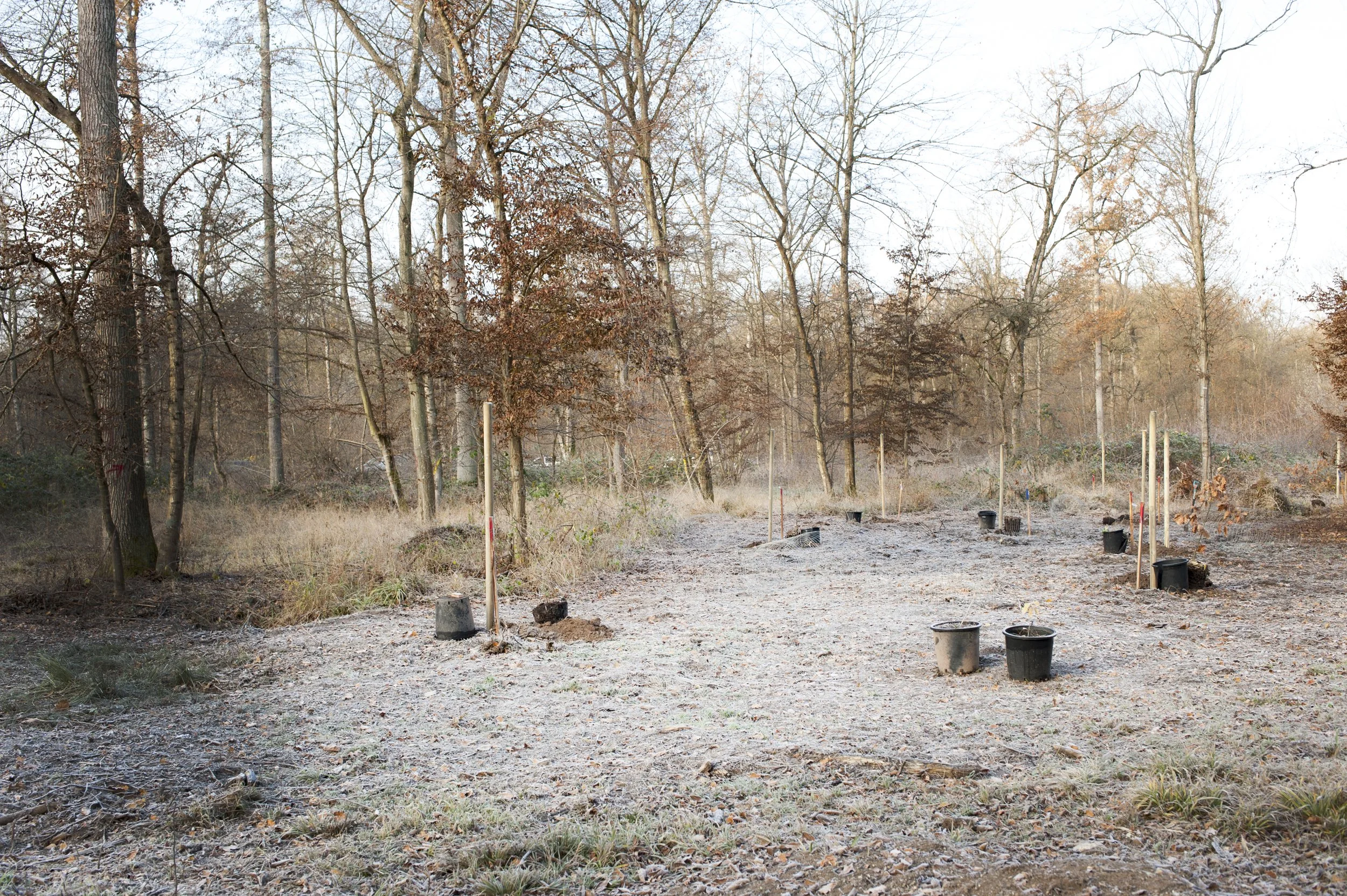 Plantation de la Nouvelle Forêt de Guillaume Barth _ artiste
