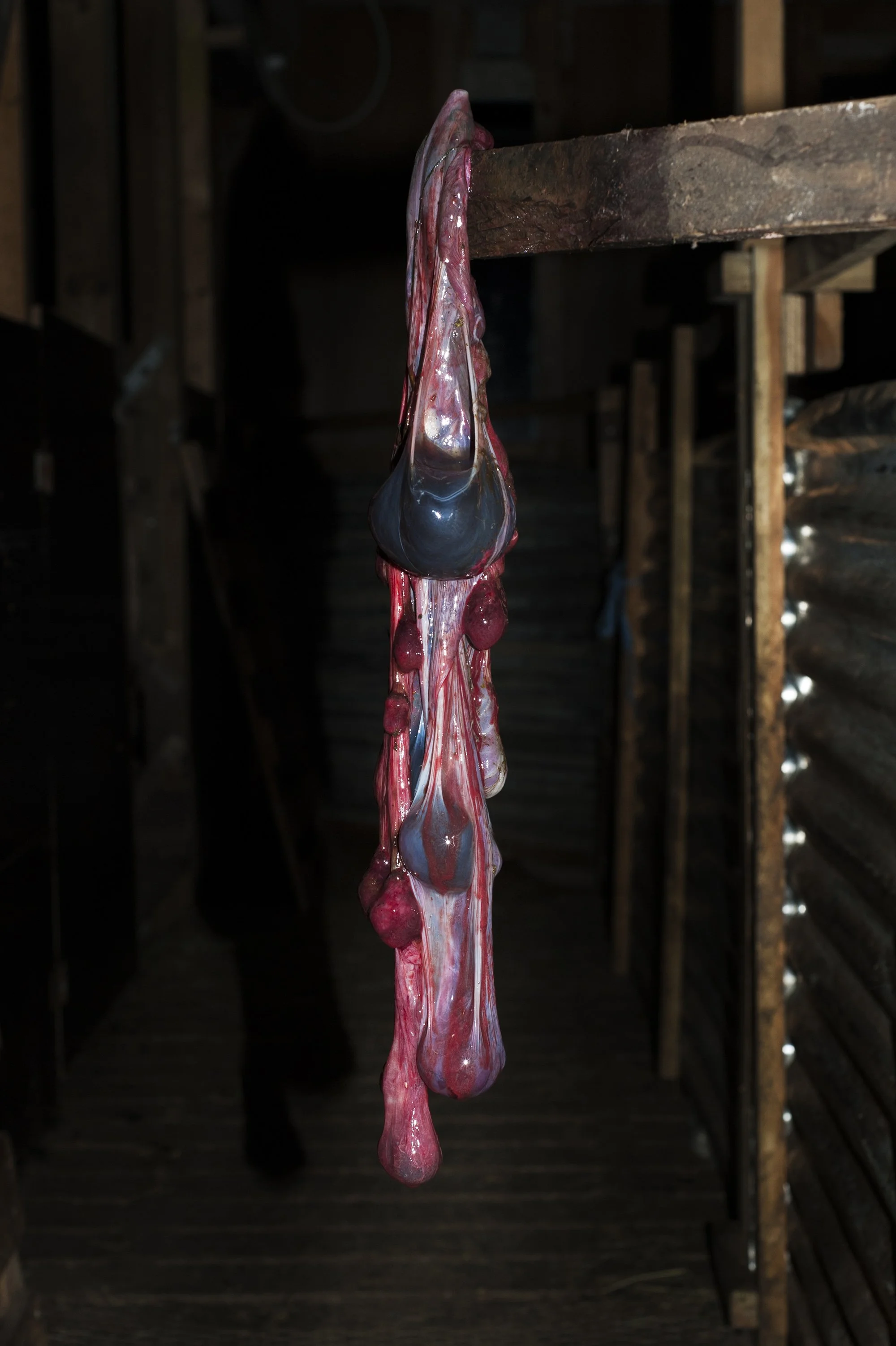 1548_Ipiutaq_DSC_1721 copie.jpg
