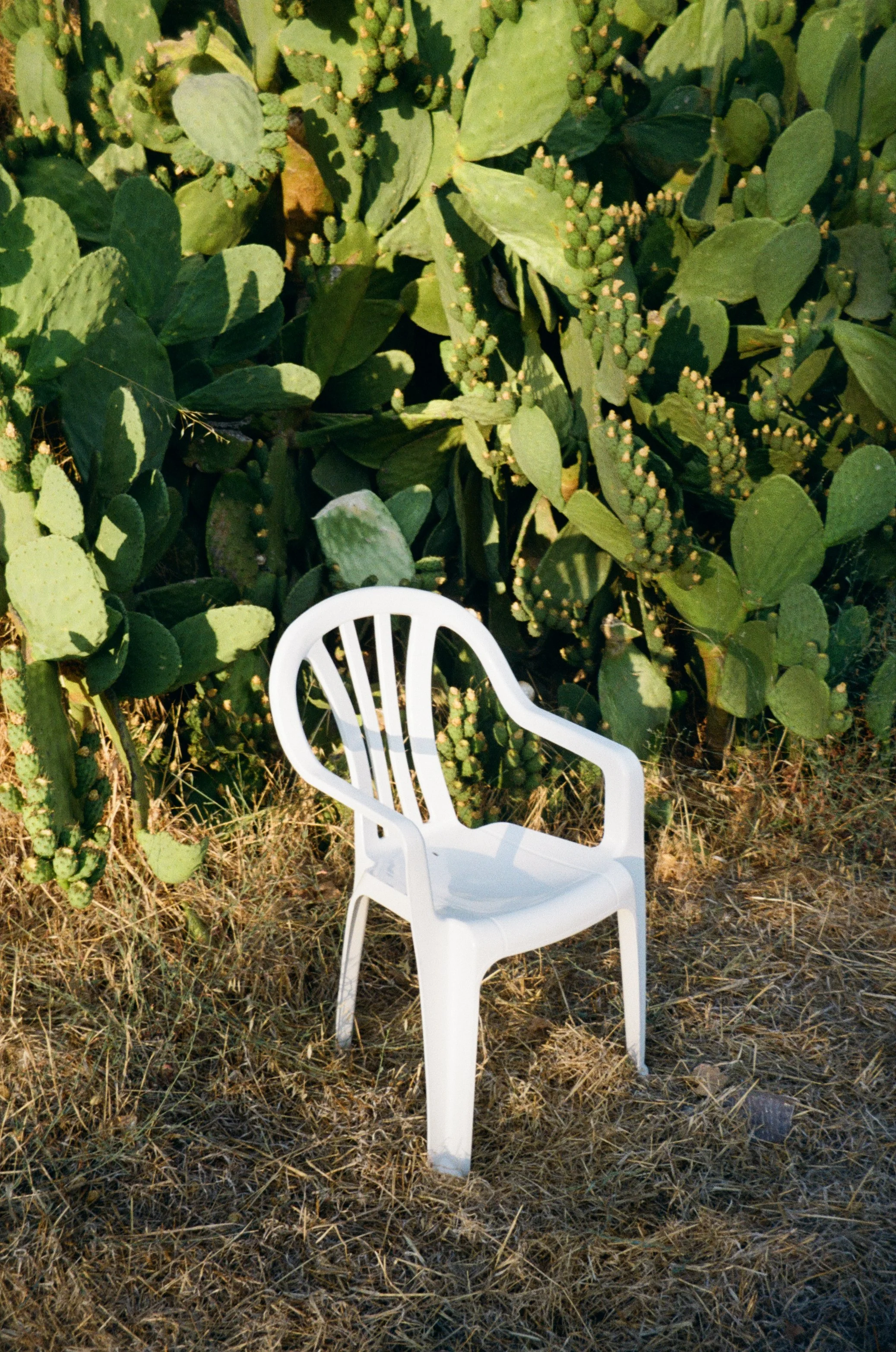 A white plastic chair placed outdoors on dry grass in front of a dense group of prickly pear cactus plants.