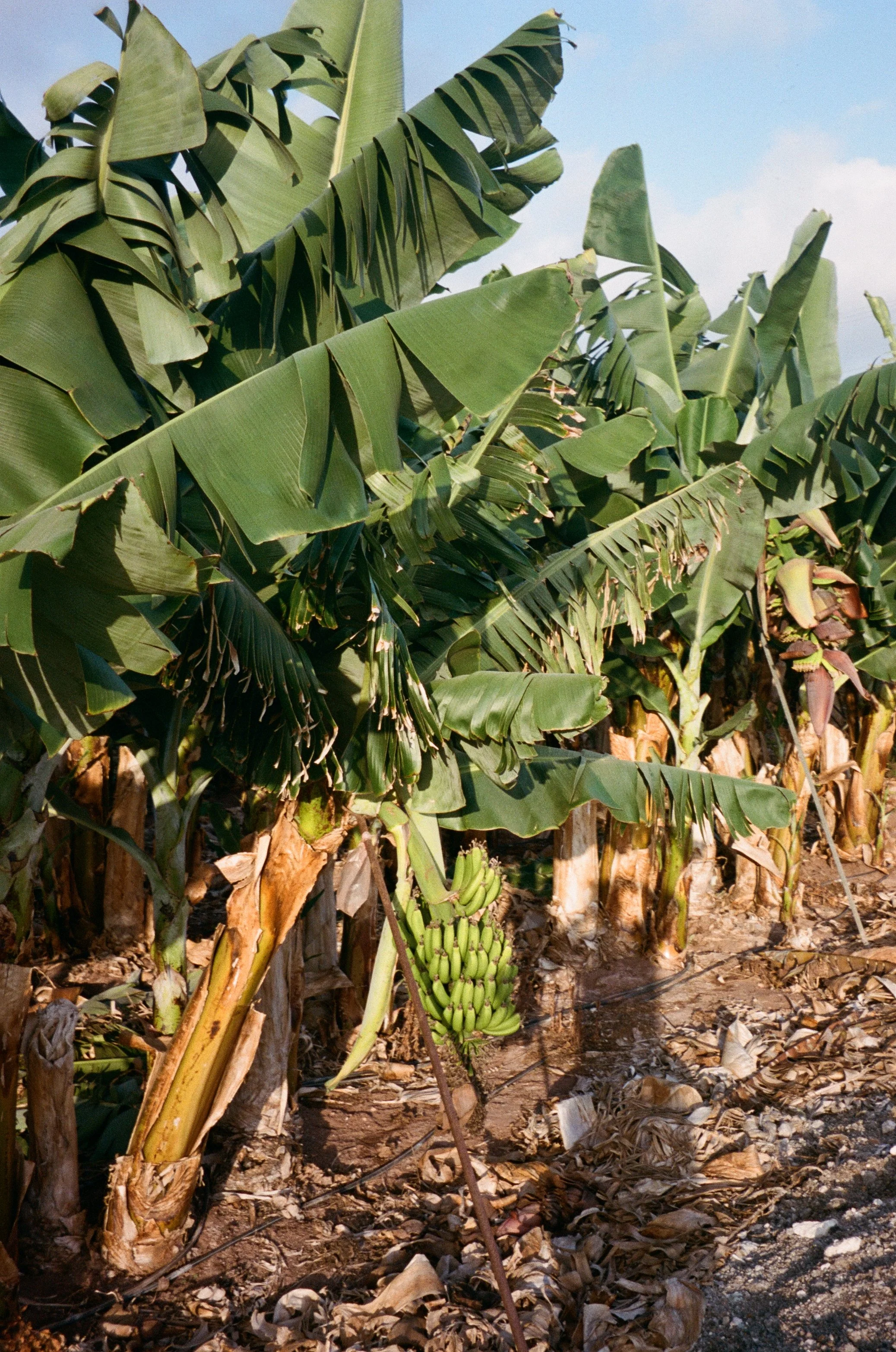 A banana plantation with lush green banana plants and a bunch of bananas hanging from one plant.
