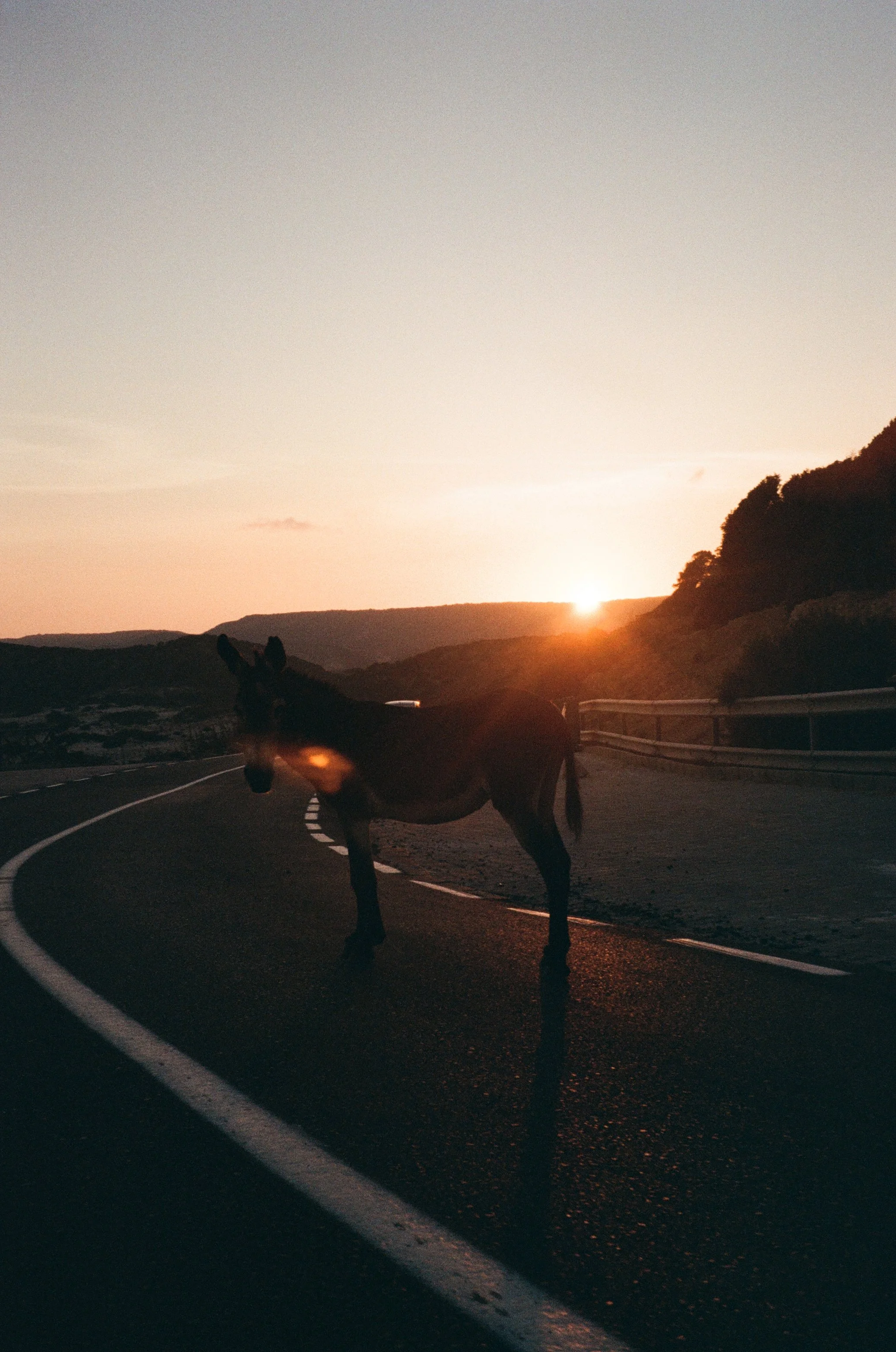 A dog standing on a winding road during sunset, with hills in the background.