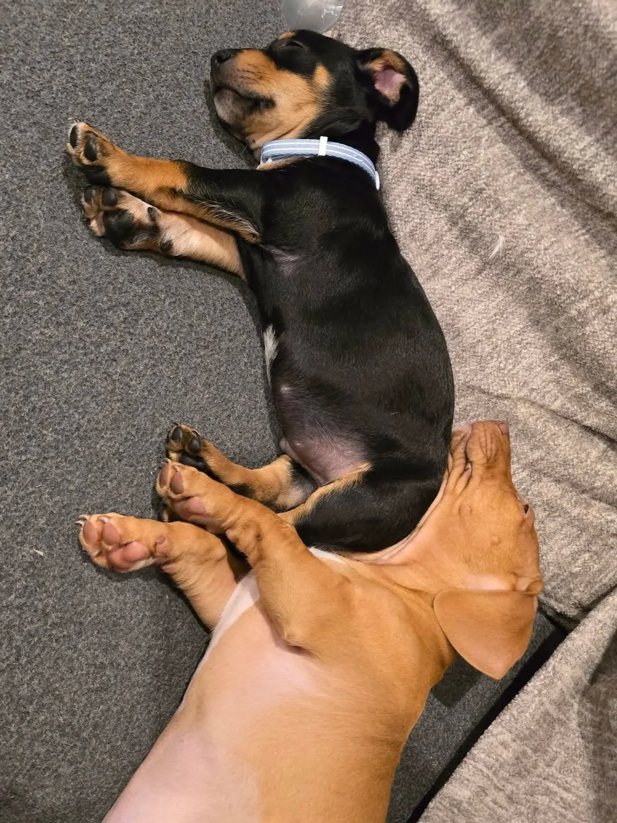 Nail Clipping Service