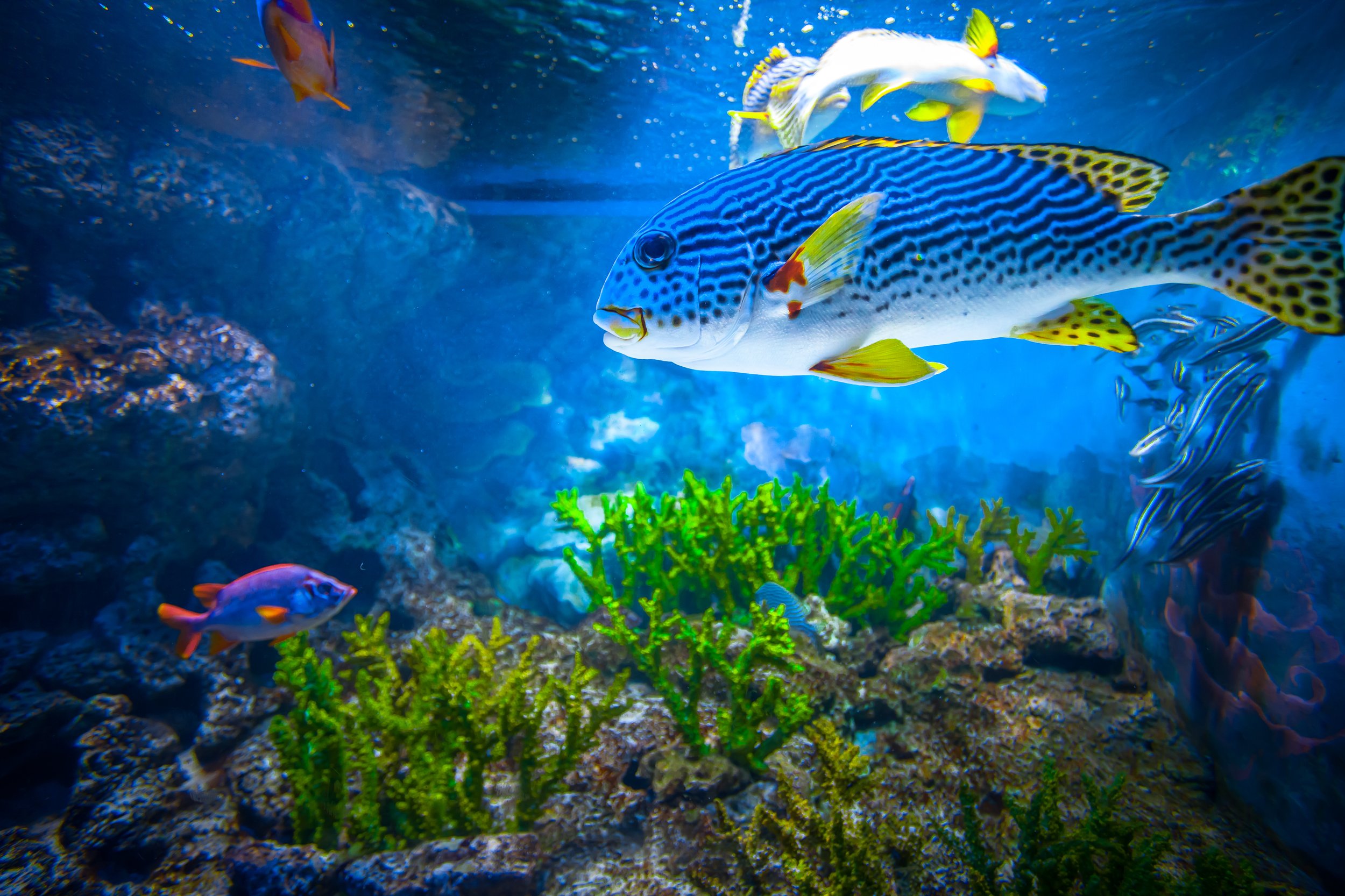 colourful tropical fish inside s.e.a aquarium at resorts world sentosa singapore